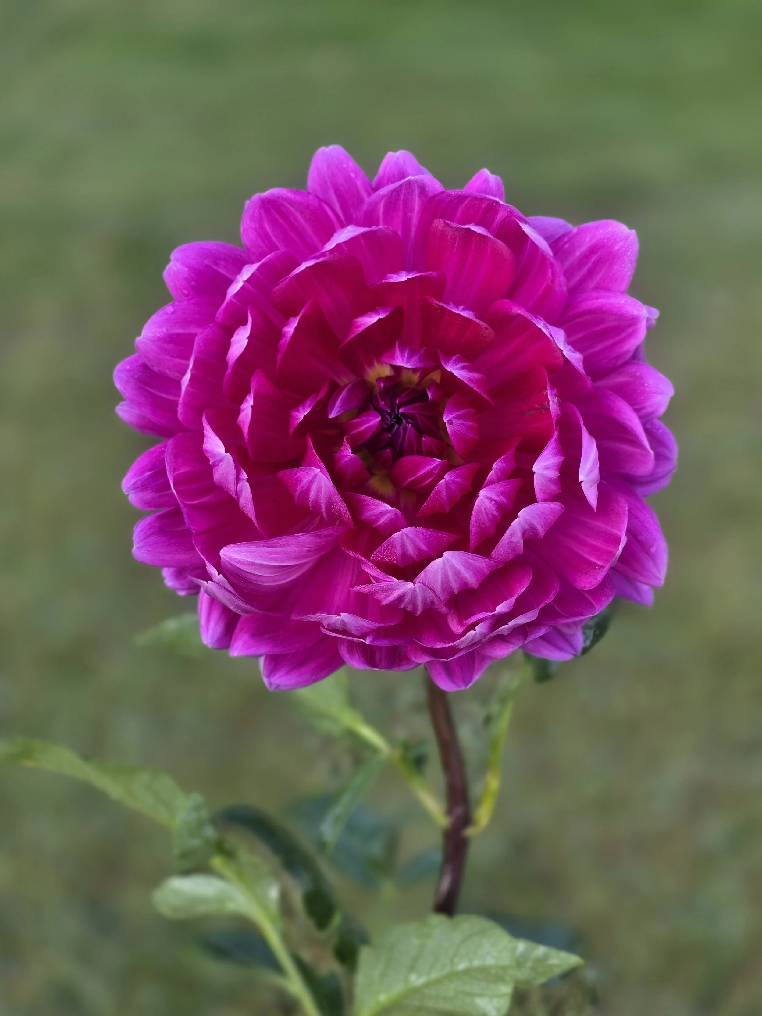 Lyn's Lexi  (5).jpg (Copy)