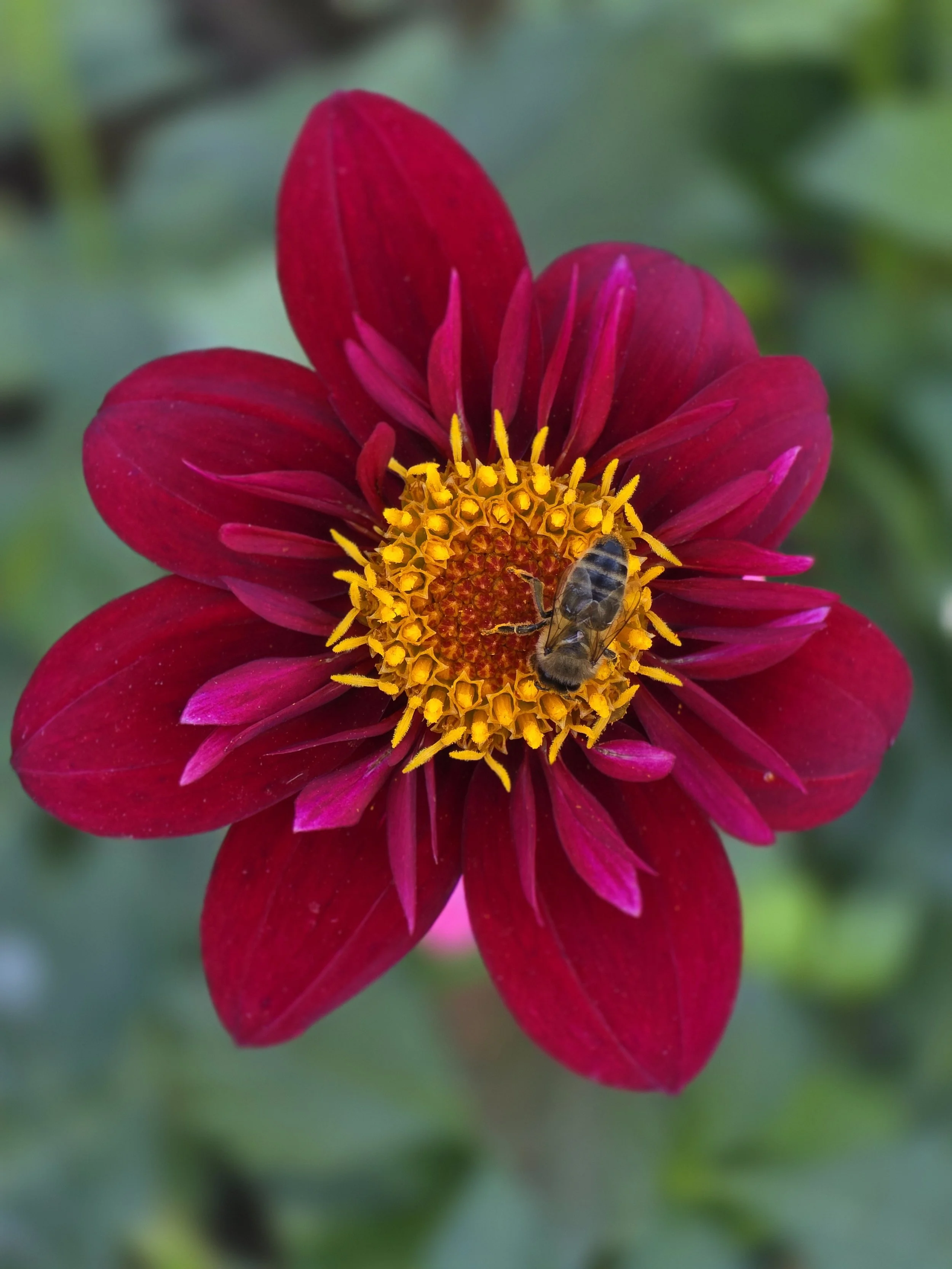 CDP Cranberry  (4).jpg (Copy)