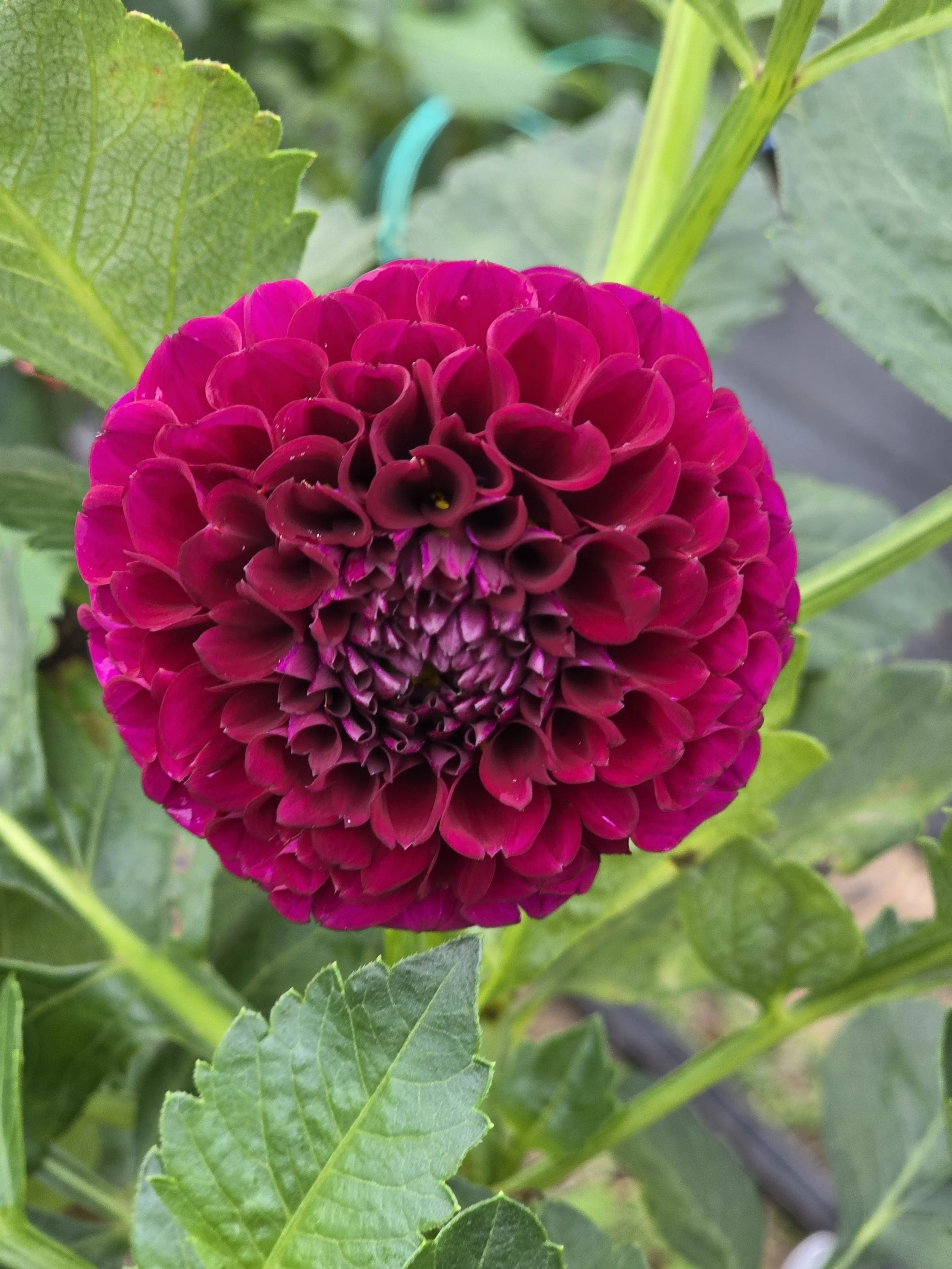 Irish Blackberry rooted cutting PICK UP ONLY