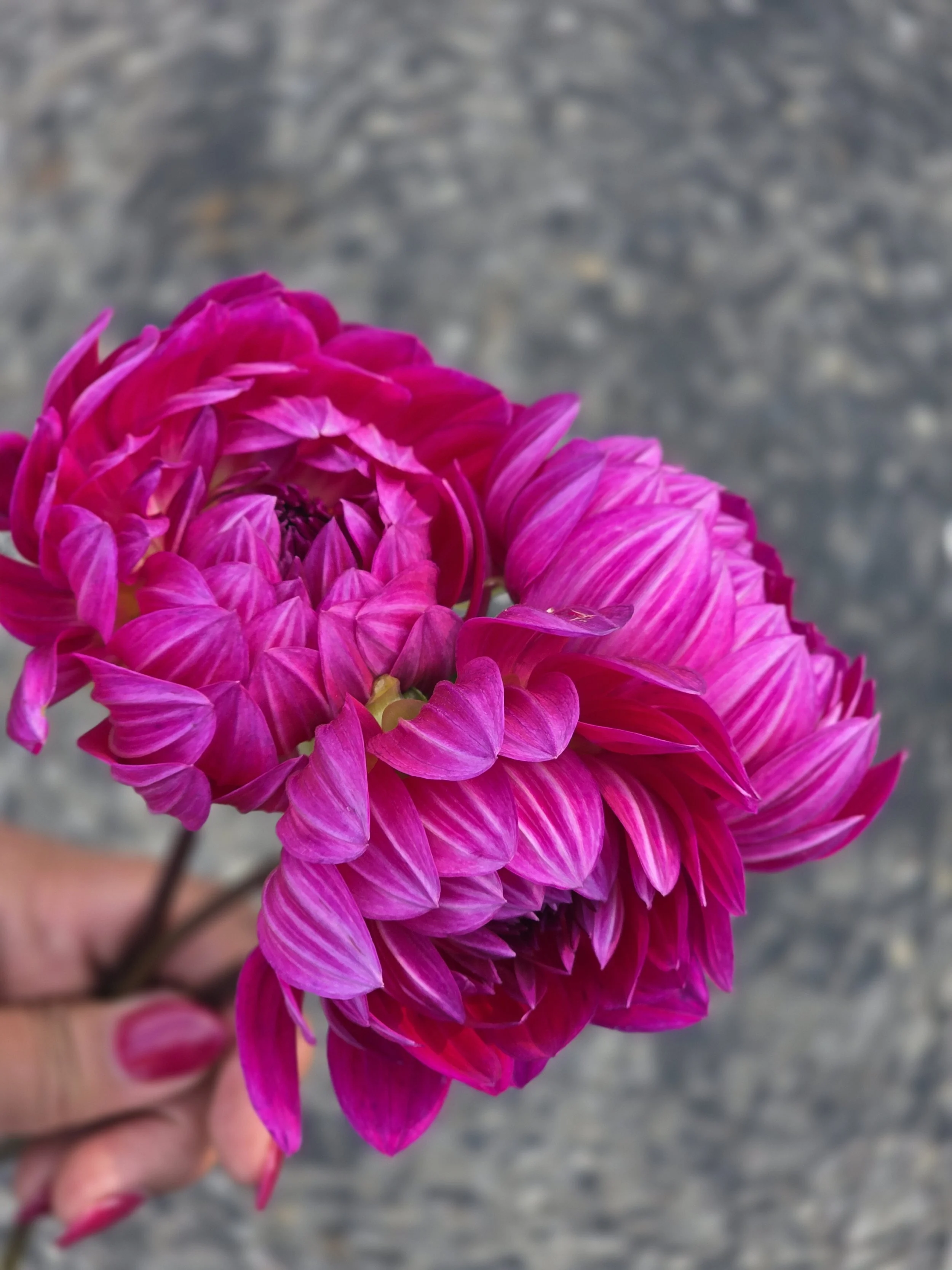 Lyn's Lexi  (7).jpg (Copy)