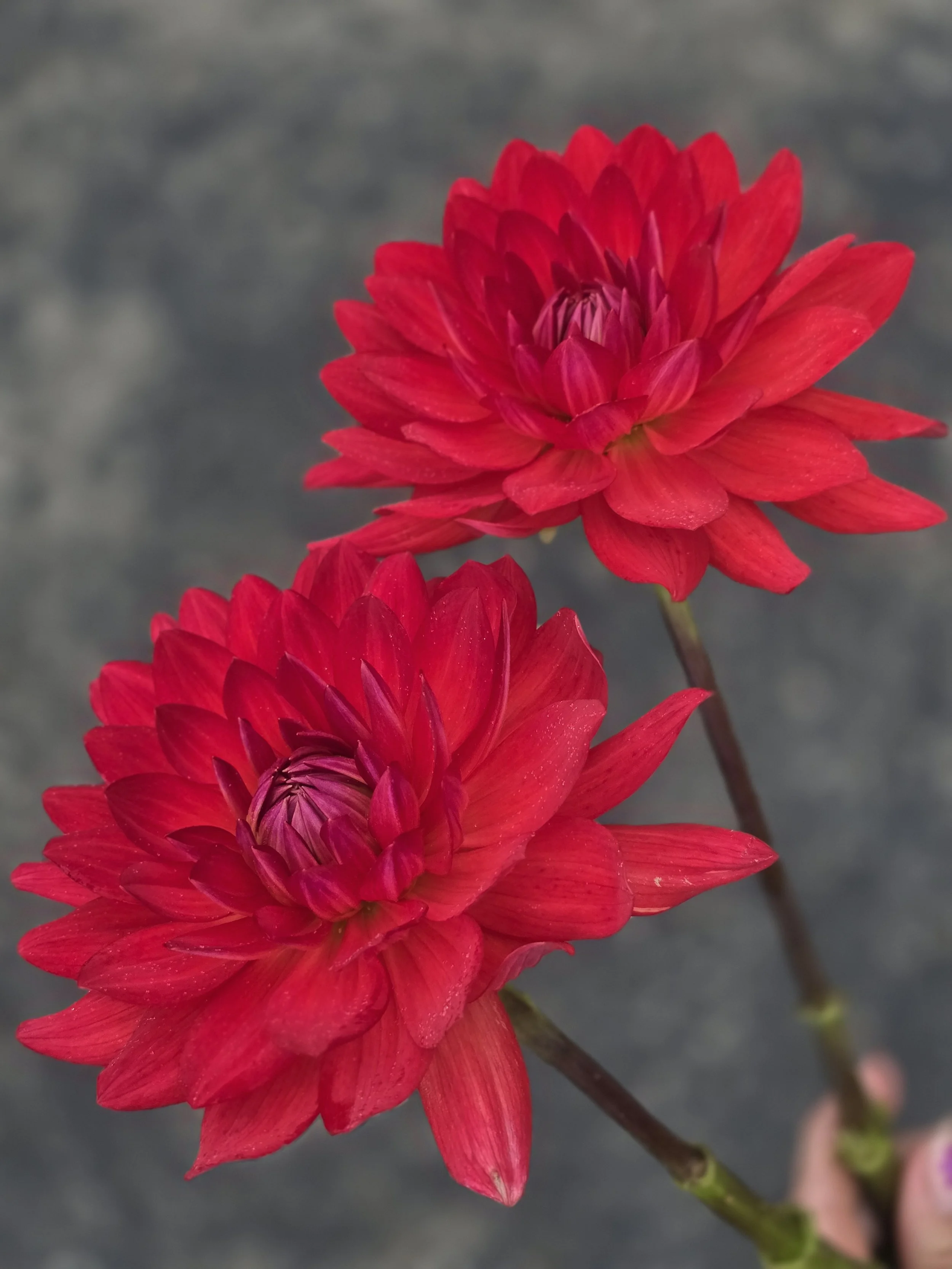 Taratahi Ruby  (2).jpg