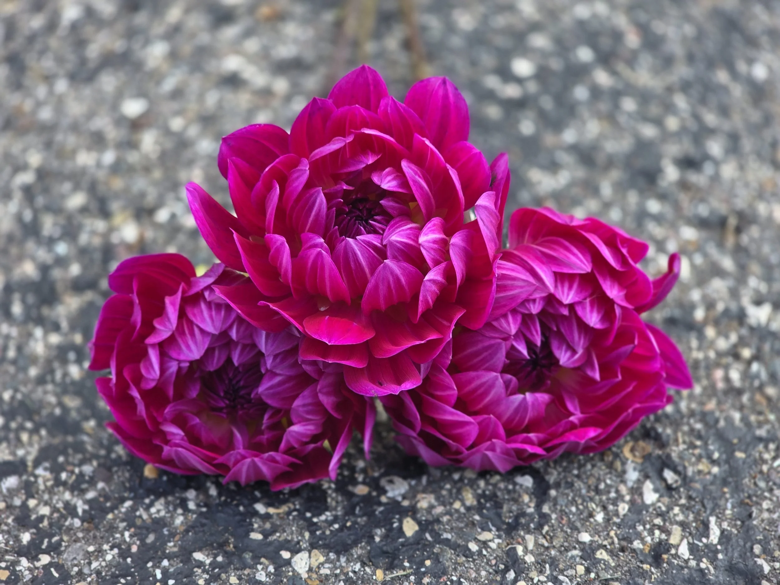 Lyn's Lexi  (6).jpg (Copy)