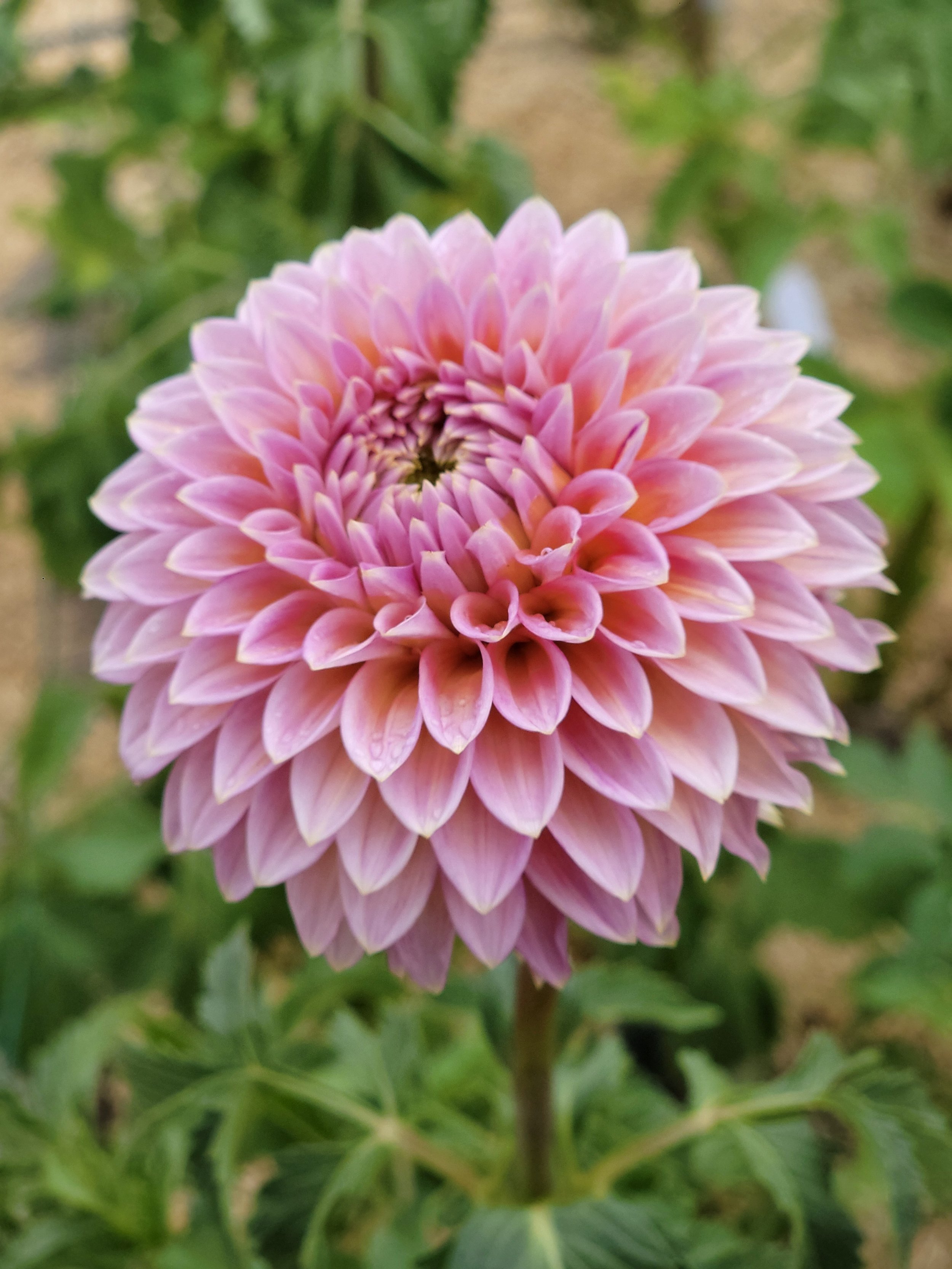 Bloomquist Mojo (2).jpg