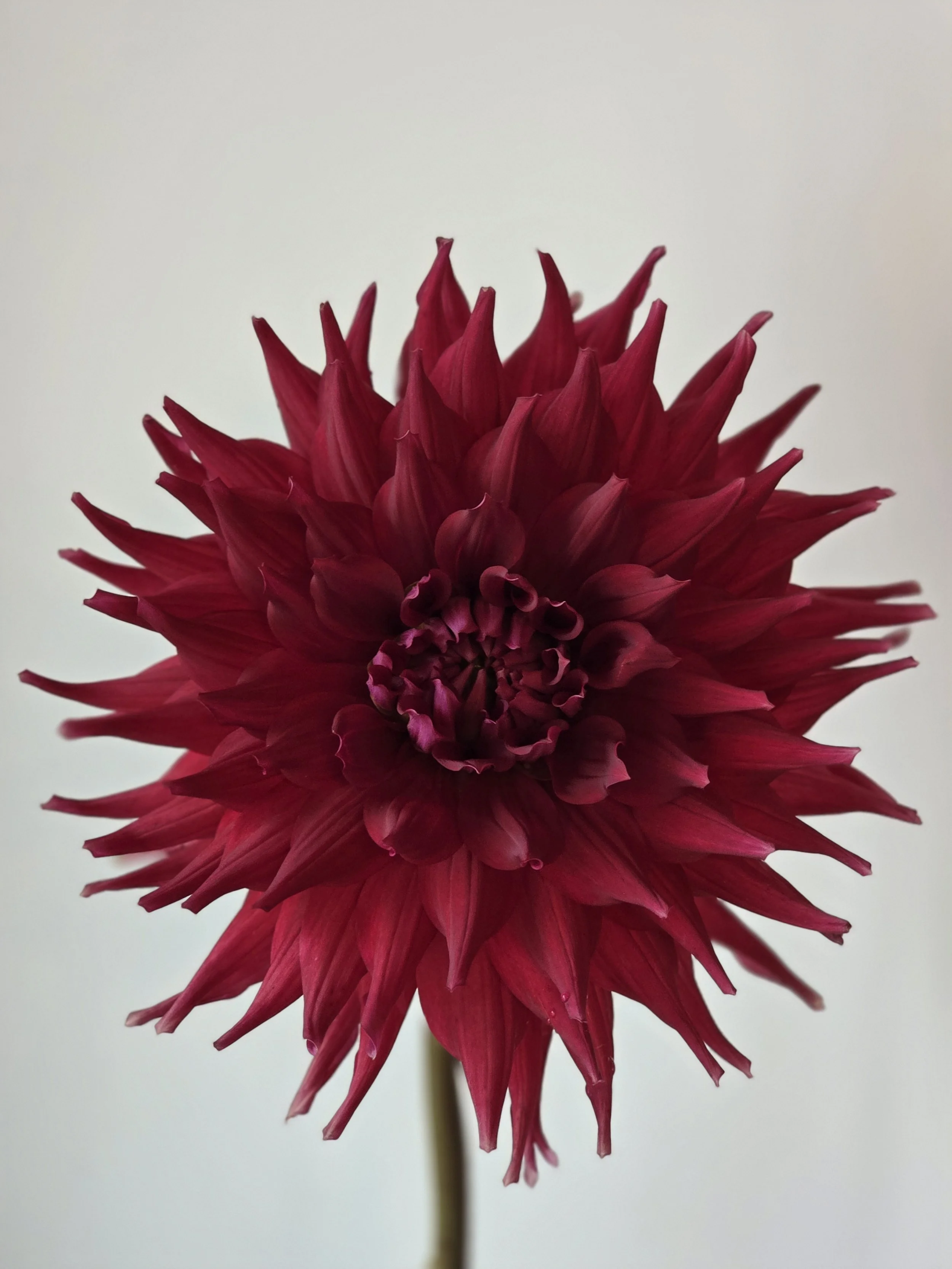 Kenora Wildfire  (1).jpg