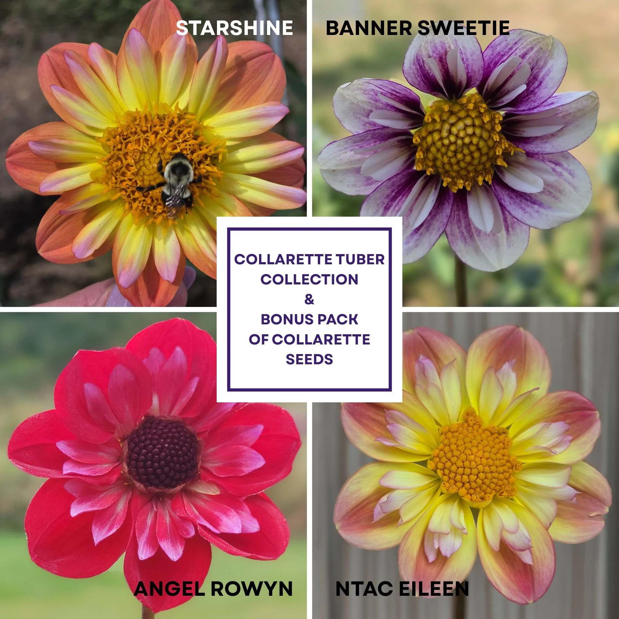 collarette bundle.jpg