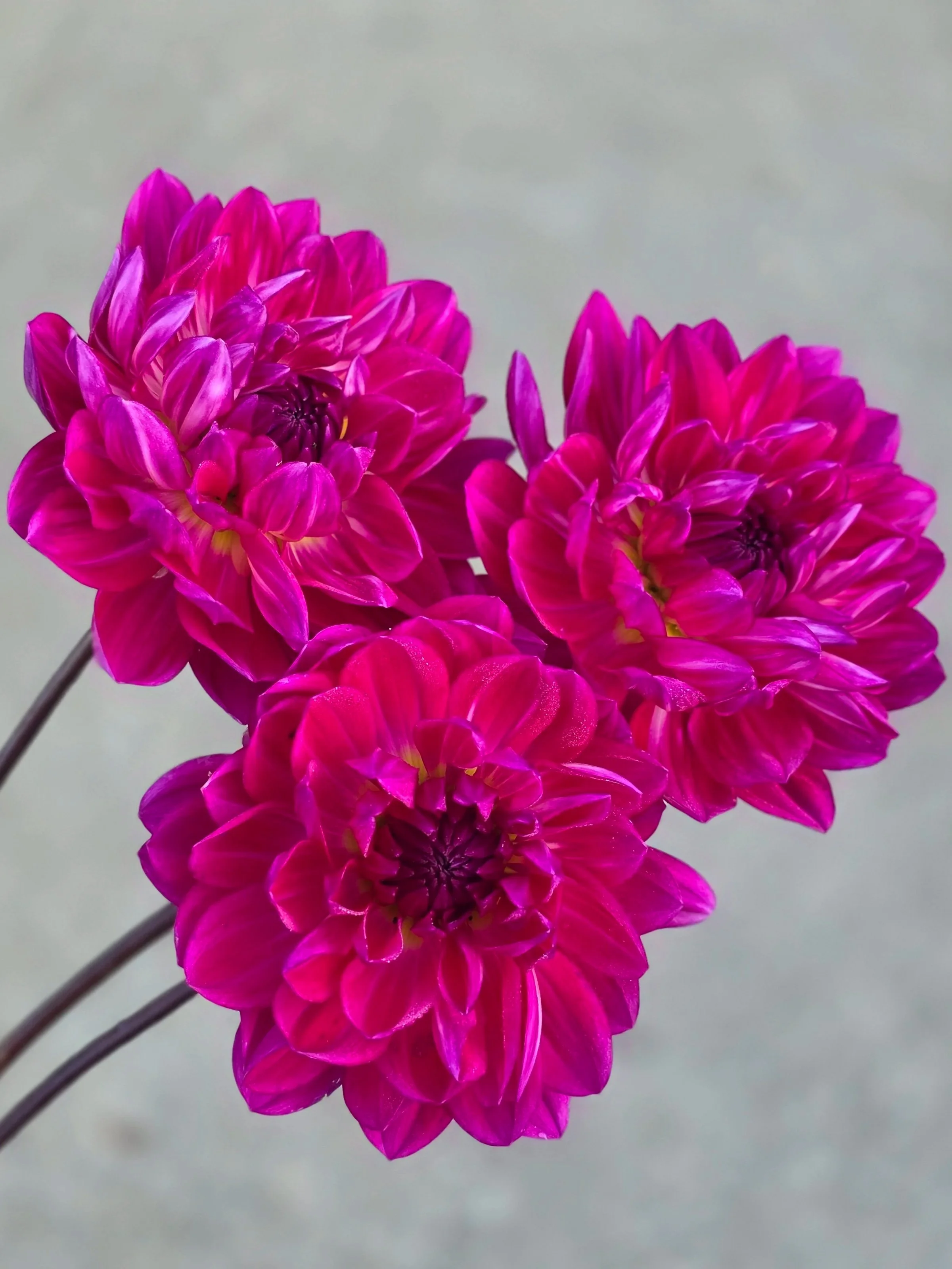 Lyn%27s+Lexi++%288%29.jpg (Copy)