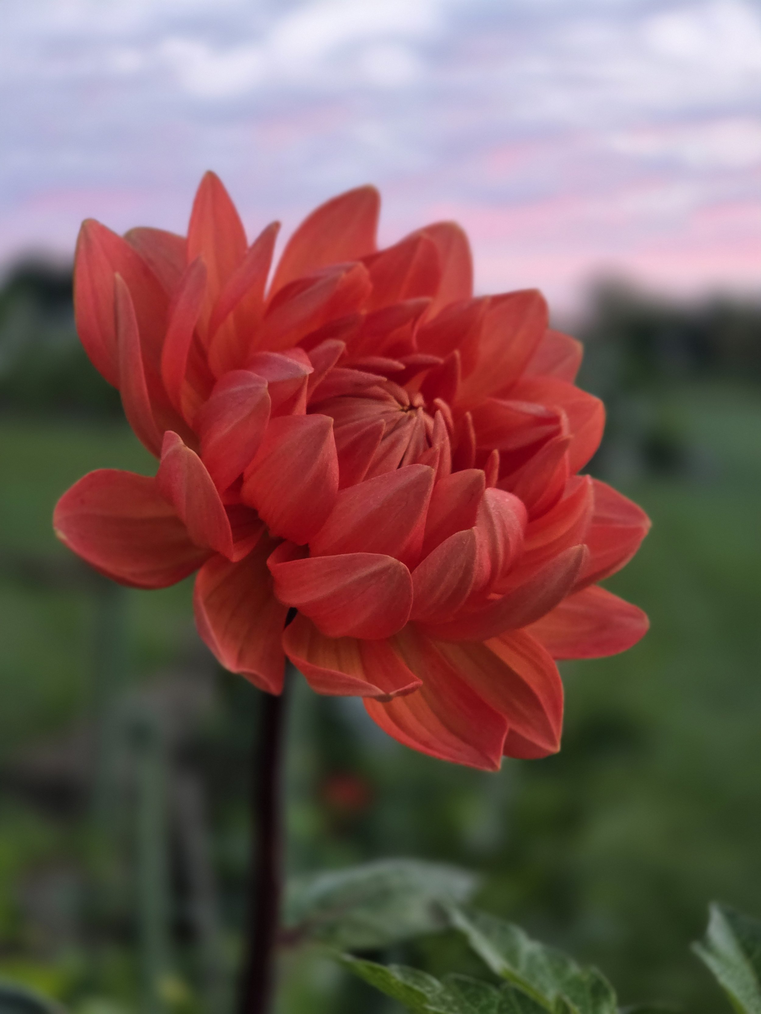 Hollyhill Calypso .jpg