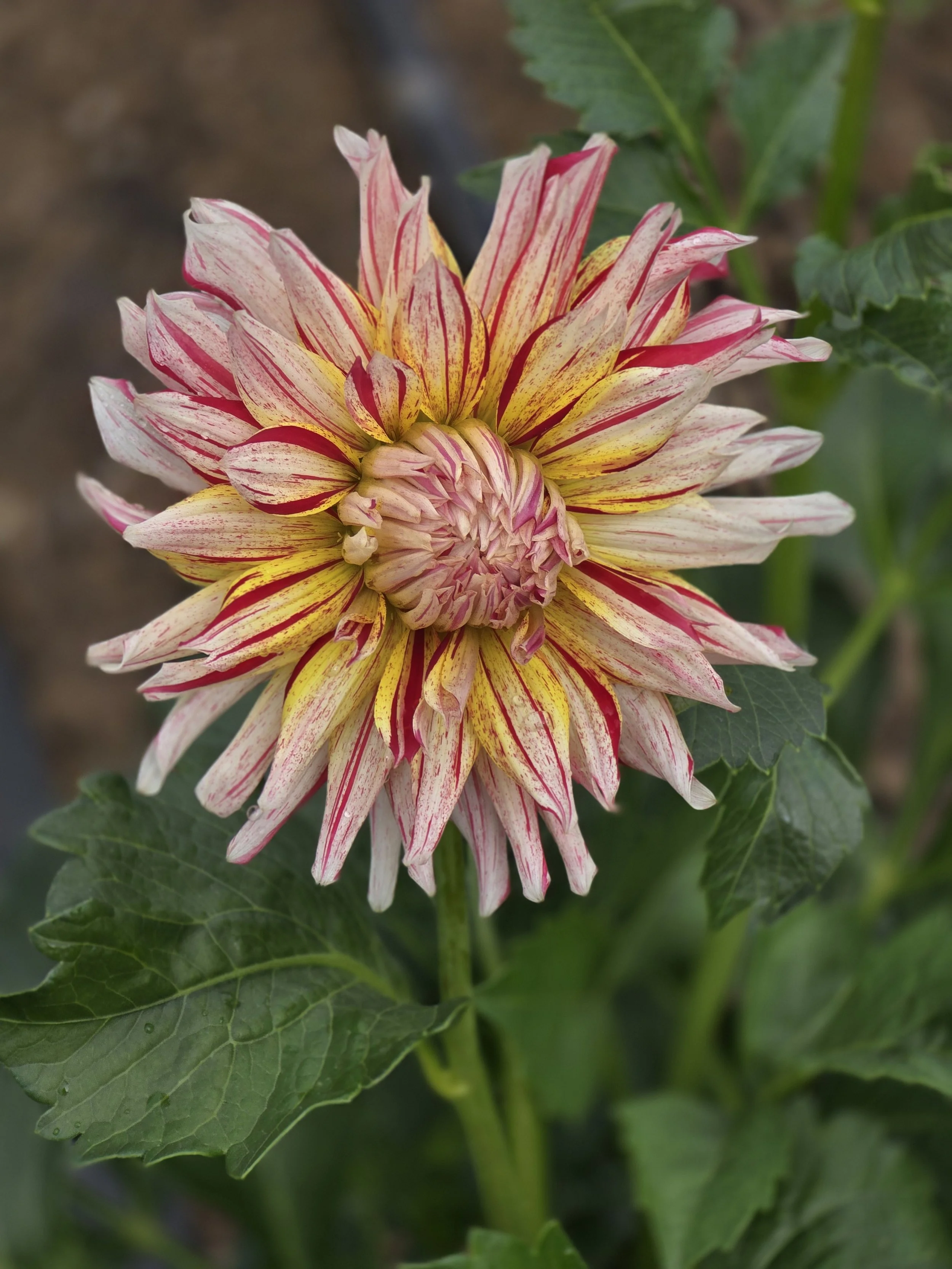 Hollyhill Six-in-One  (3).jpg