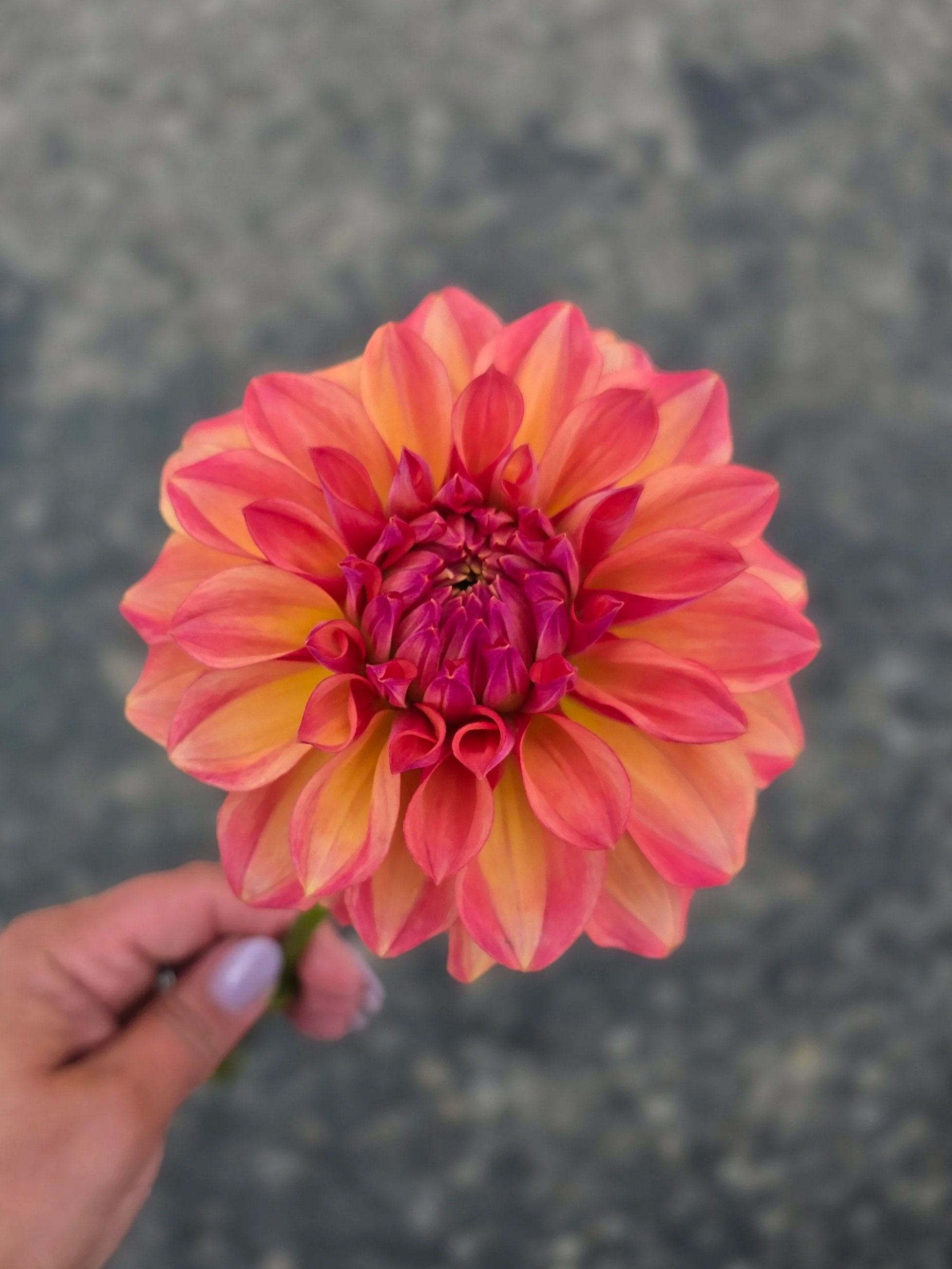 processed_c5f86897cfce4406847df6e505684864.jpg (Copy)