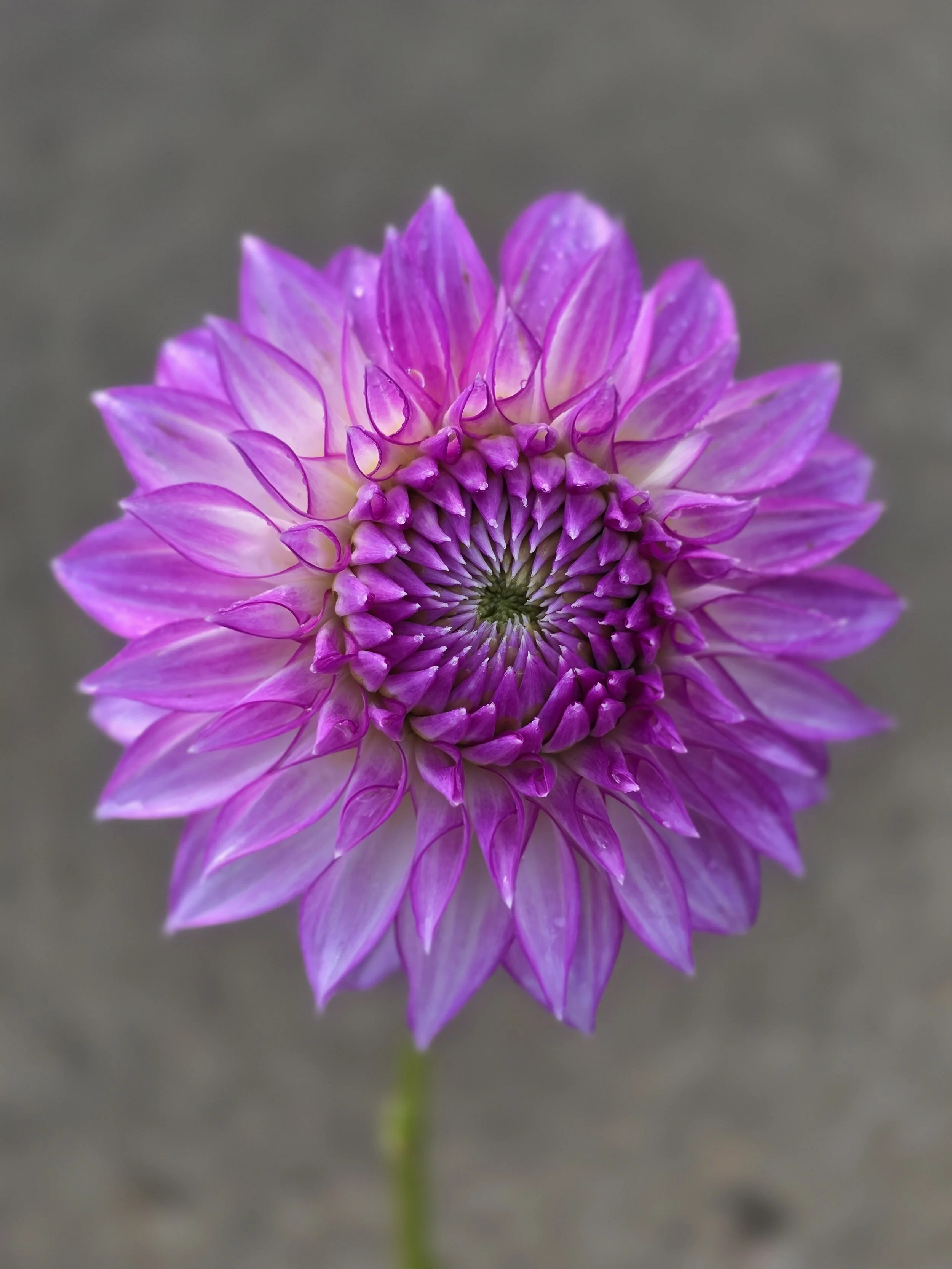 Clearview Debby (1).jpg