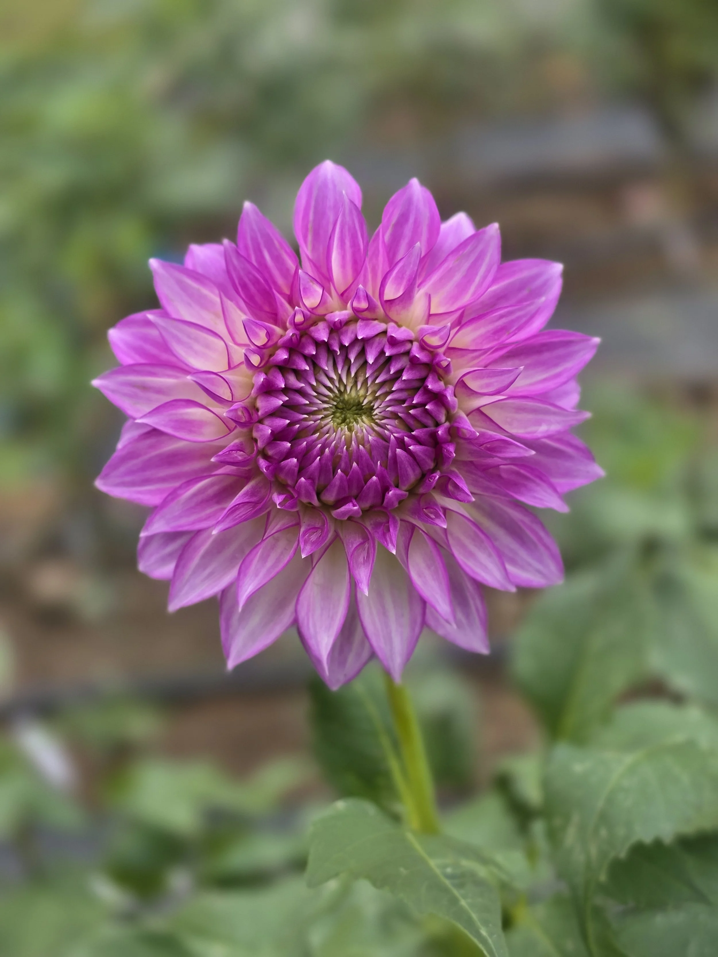 Clearview Debby .jpg