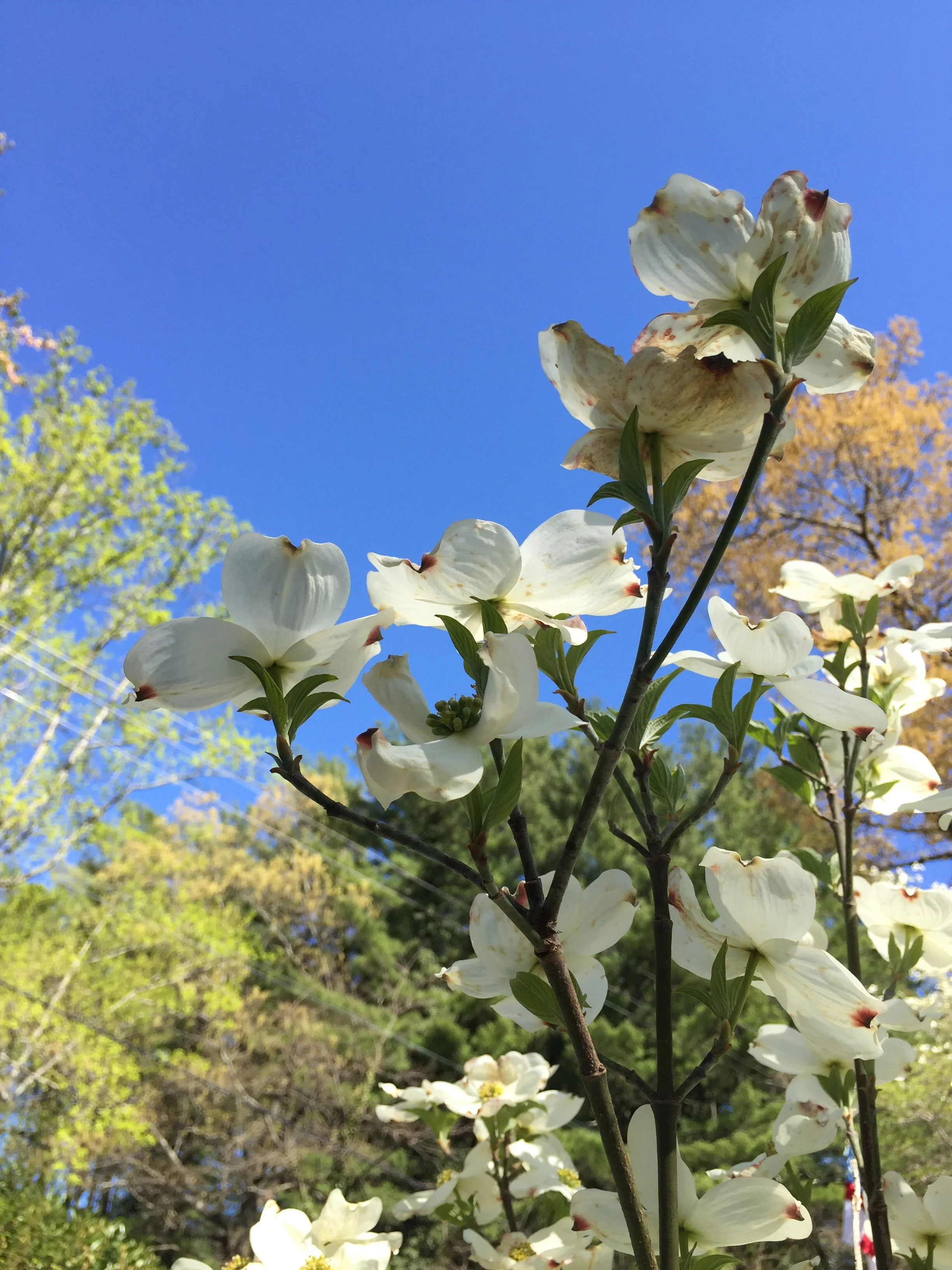 Meditation: Abundance