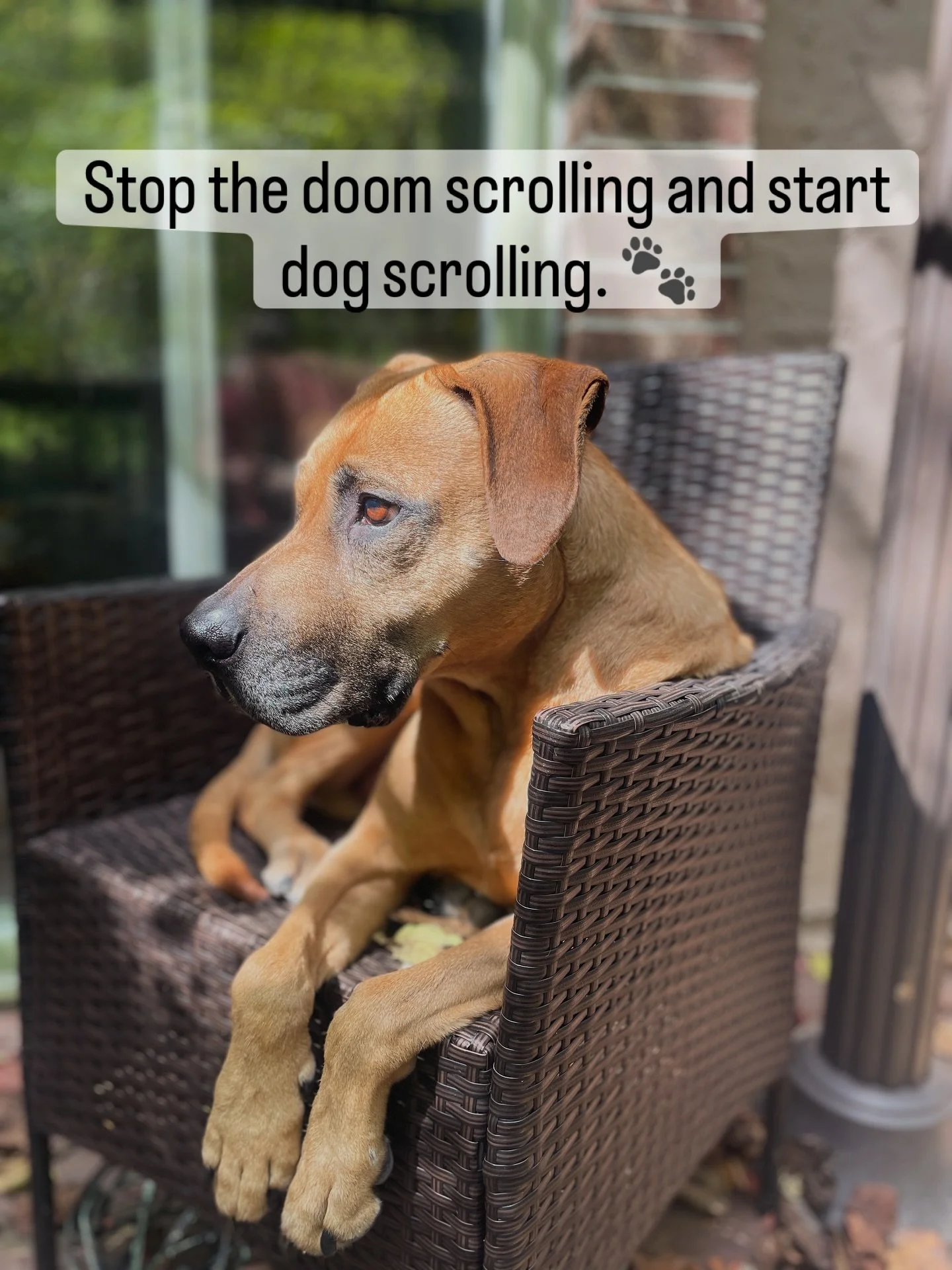 Your brain isn’t built to handle a nonstop stream of bad news.
It already leans toward the negative—so it’s up to you to bring in the good.
Start here. 🐶💛