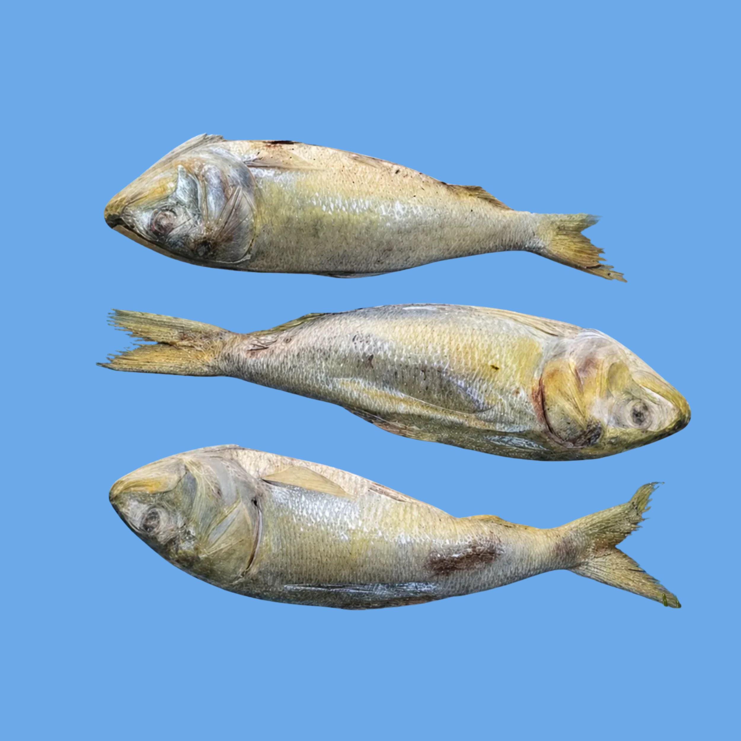 Large And In Charge Menhaden