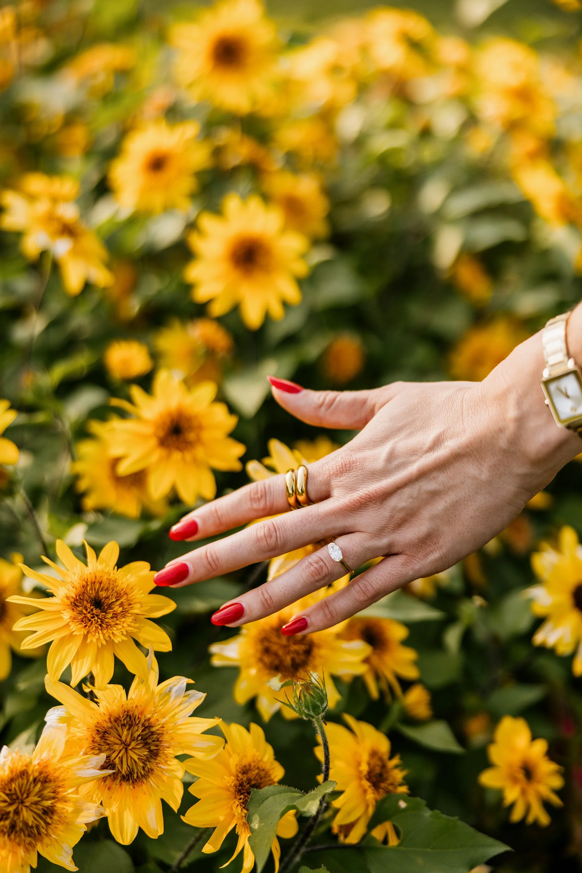 Alex Maldonado Photography-Steve + Nicole - Lincoln Park Gardens Proposal 260730-42.jpg