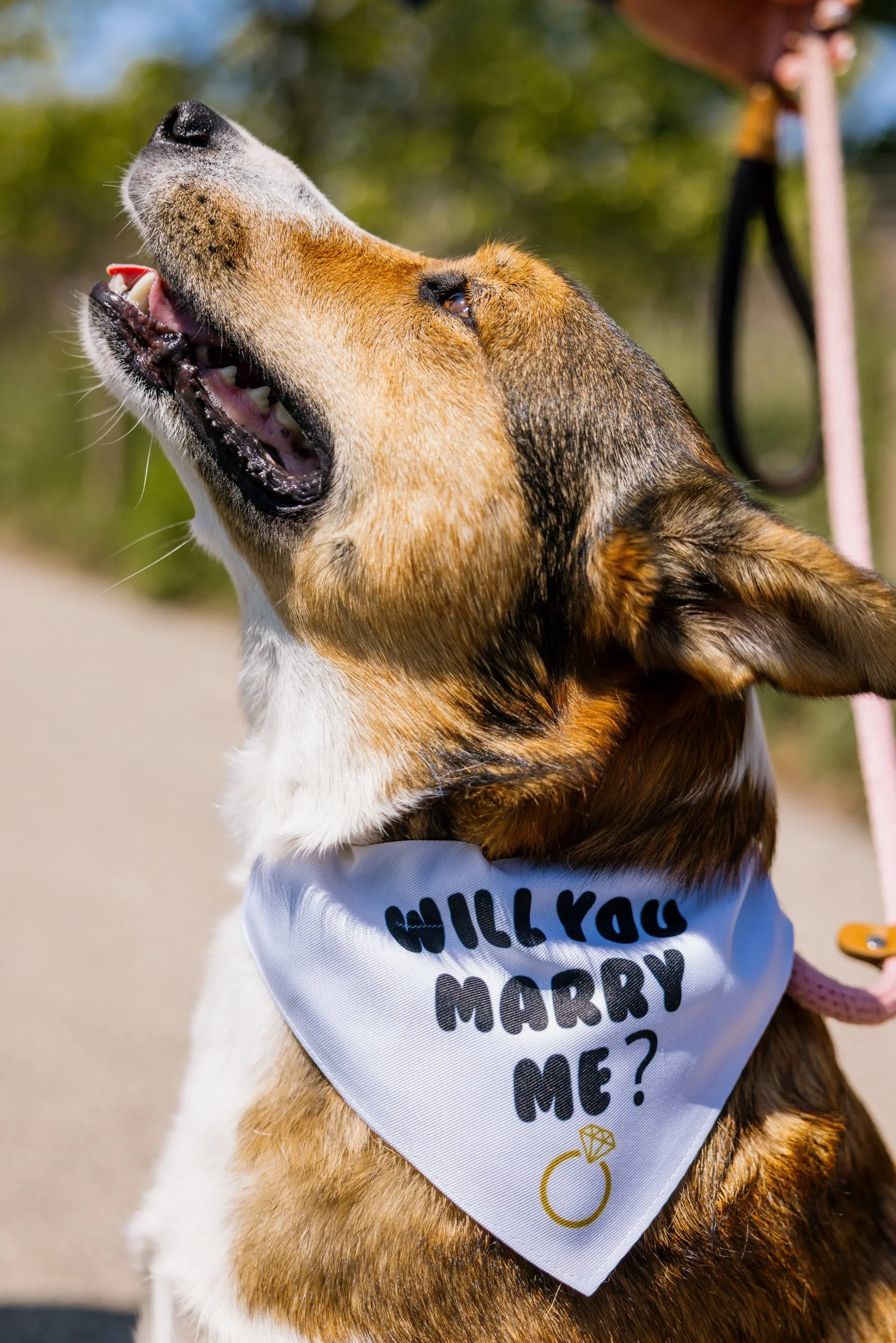 Engagement pictures with dog and pets