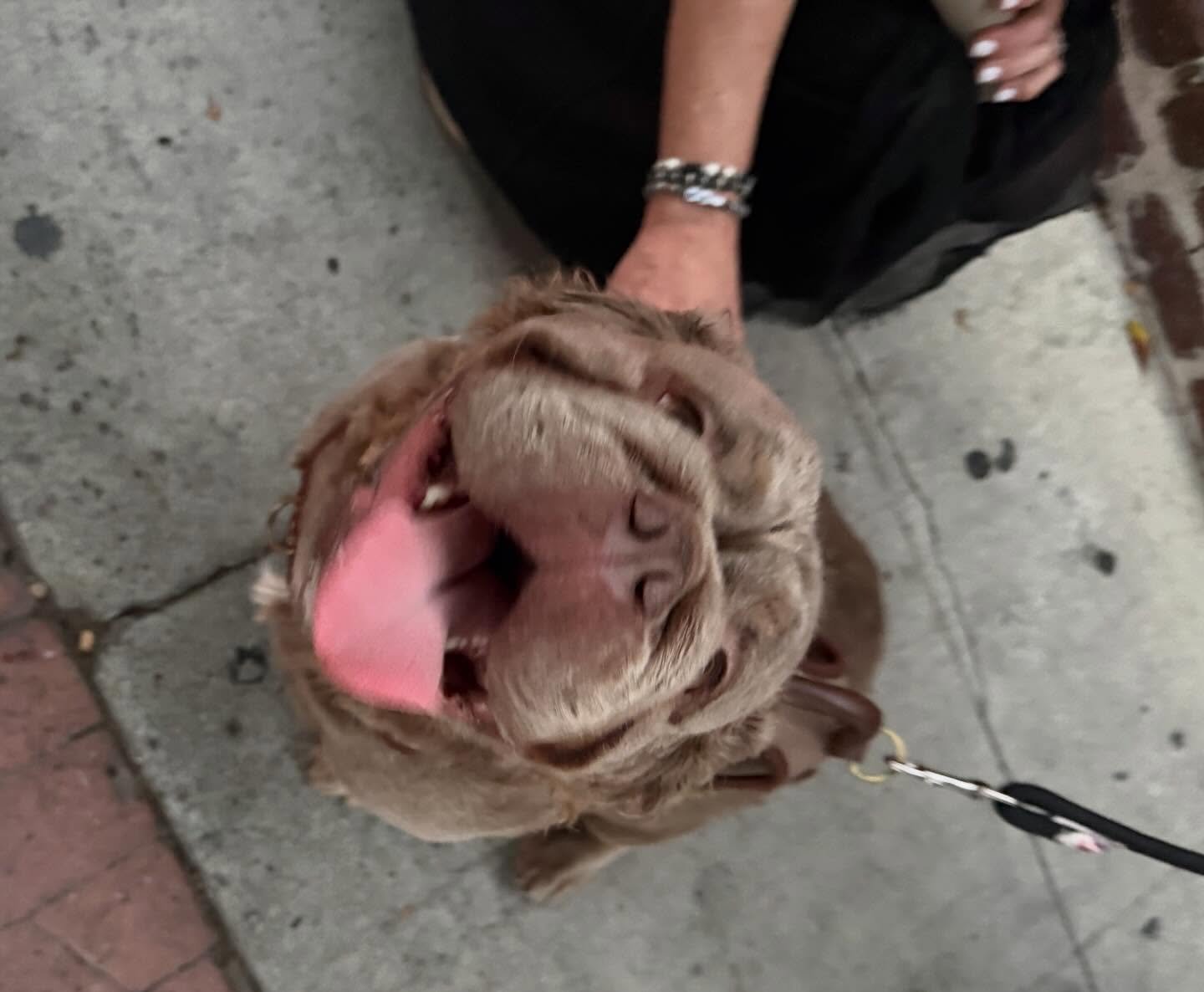 These Zo Much More bracelets made a new friend on the streets on Los Angeles! Hope he doesn&rsquo;t mind us posting his picture. We love pups!