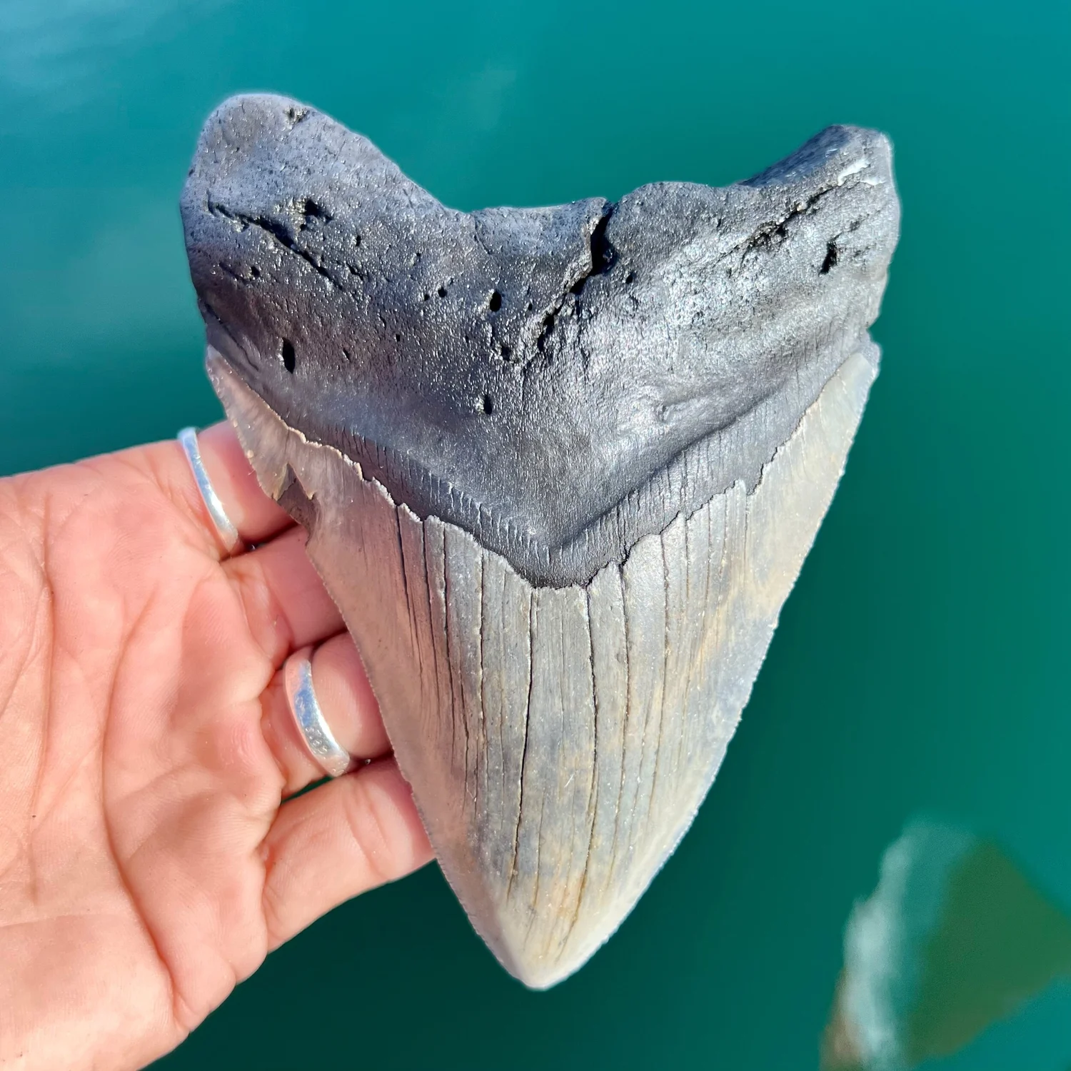 5.26” Meg — The Fossil Ranger