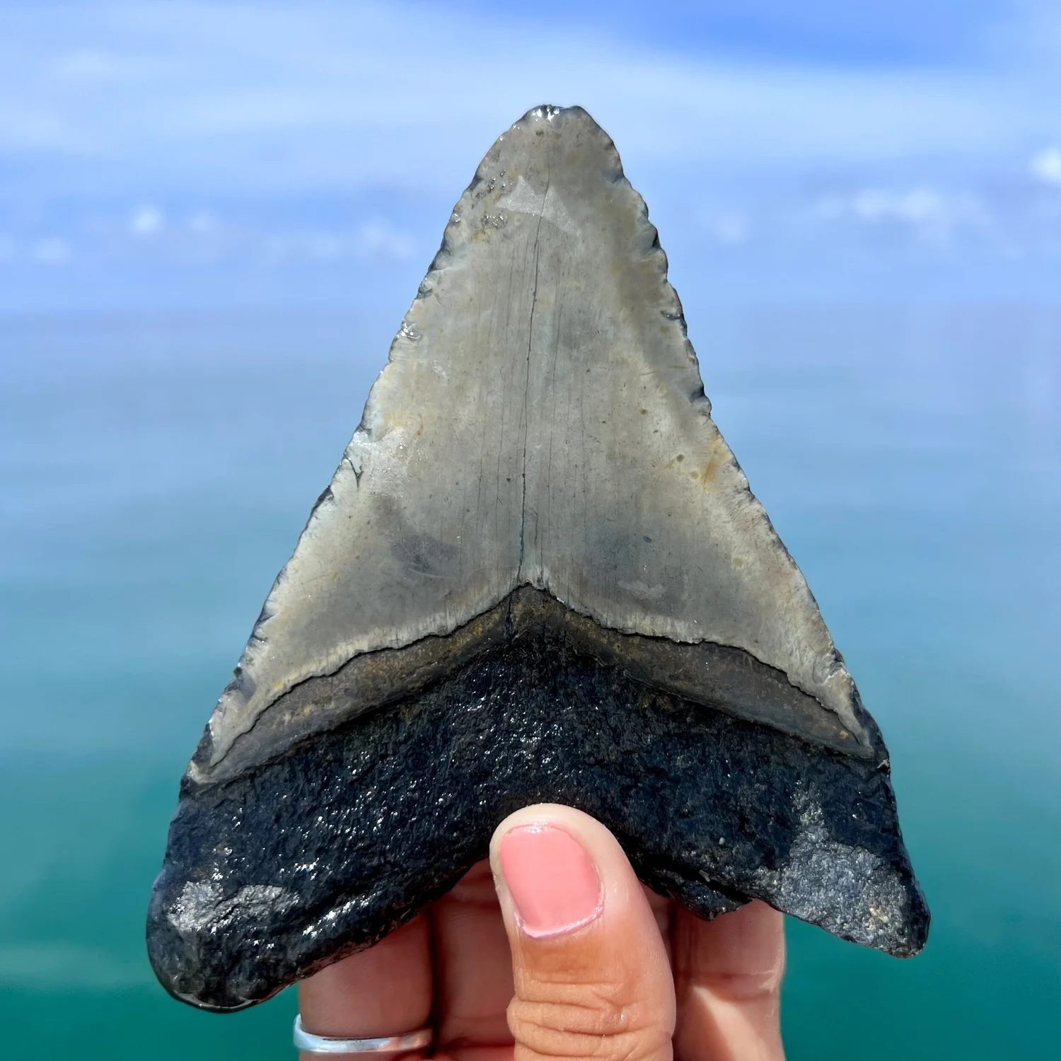 5.02” Meg — The Fossil Ranger