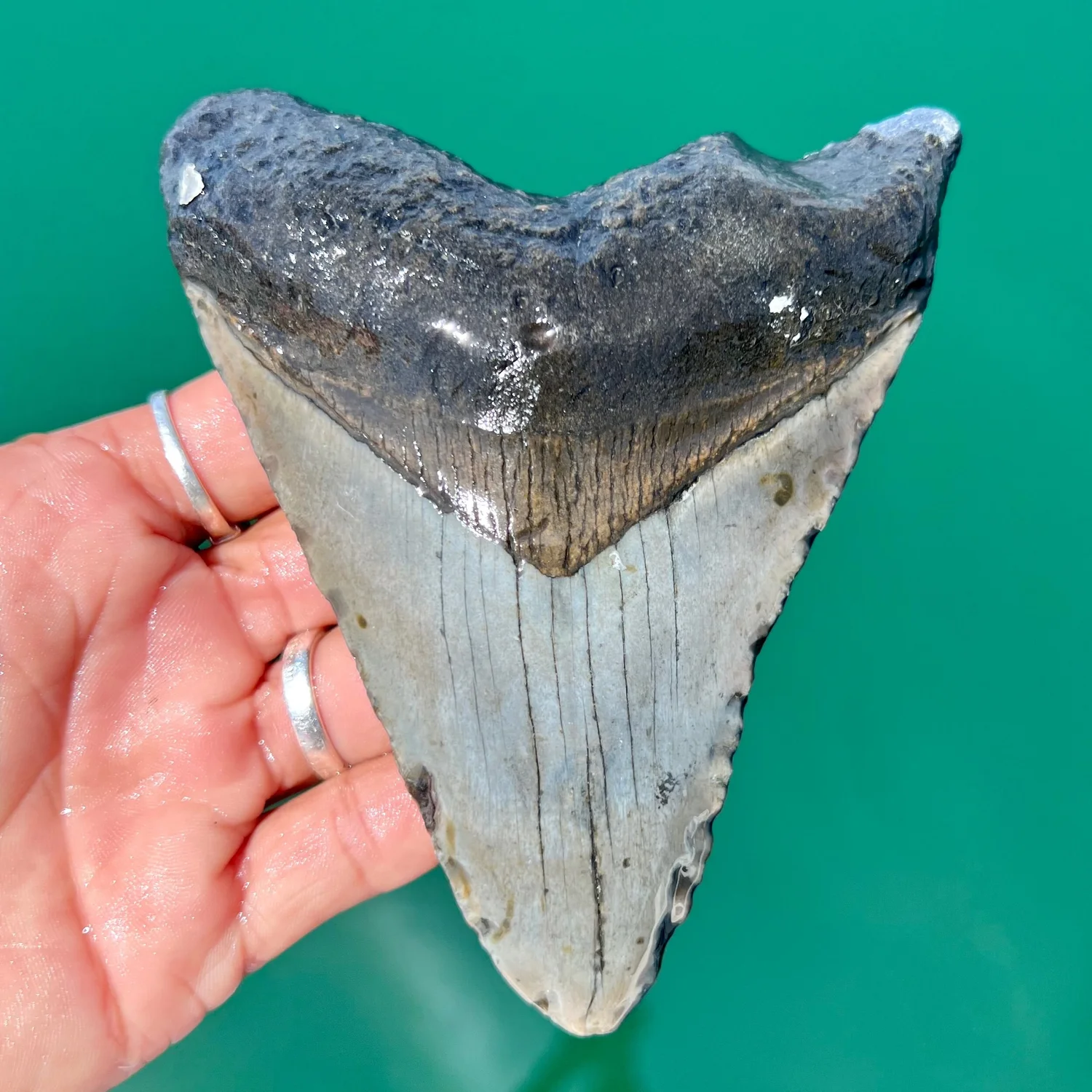 5.02” Meg — The Fossil Ranger