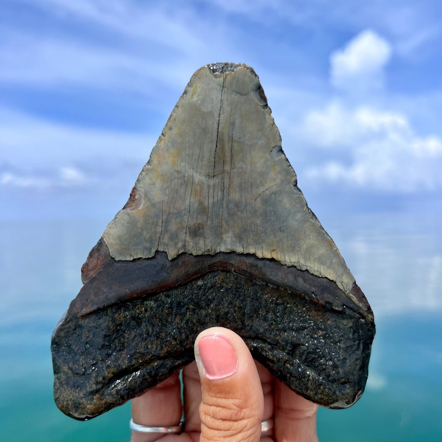 5.03” Meg — The Fossil Ranger