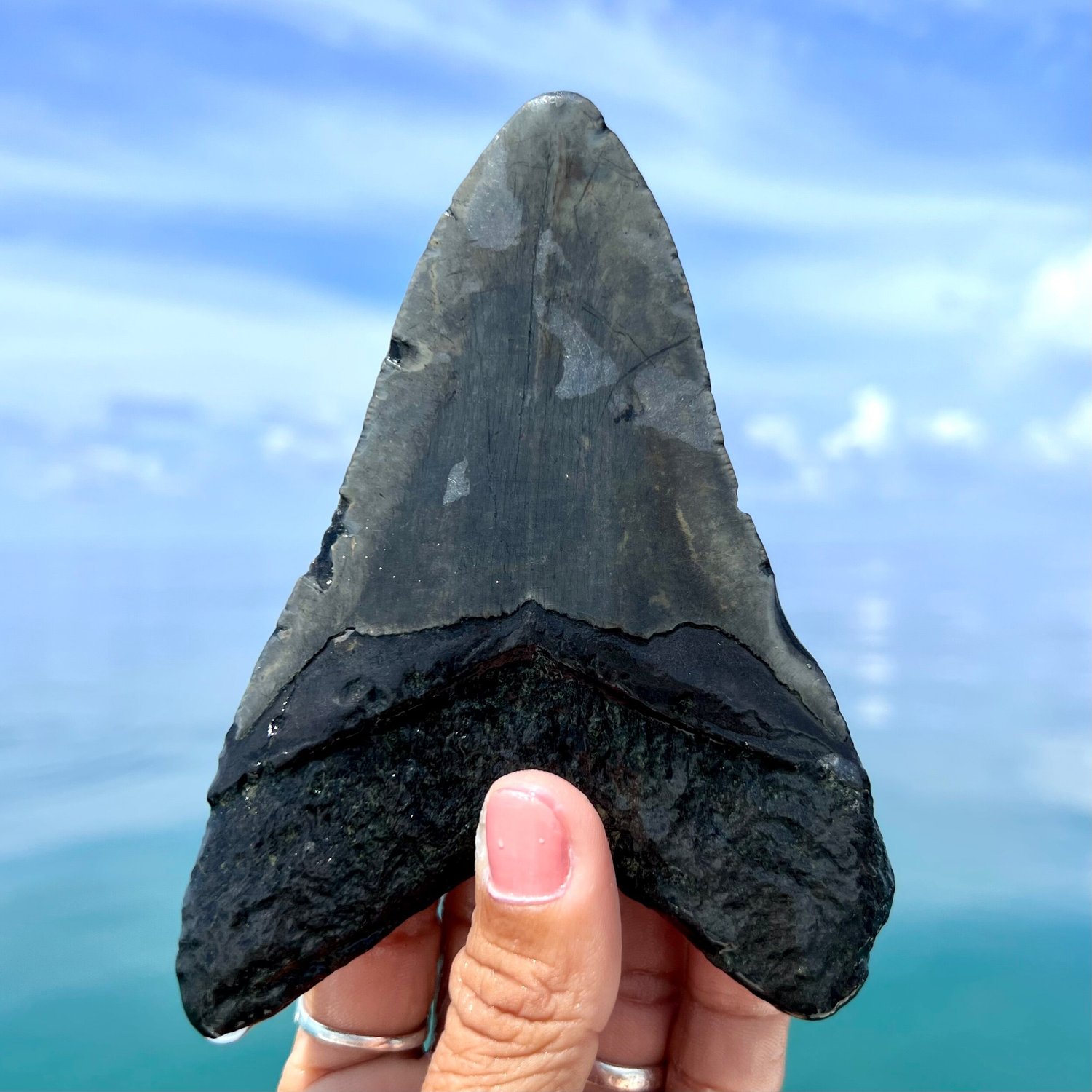 5.16” Meg — The Fossil Ranger