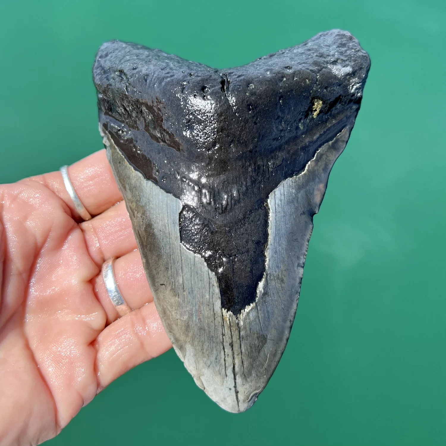 Meg 5.16” Meg — The Fossil Ranger