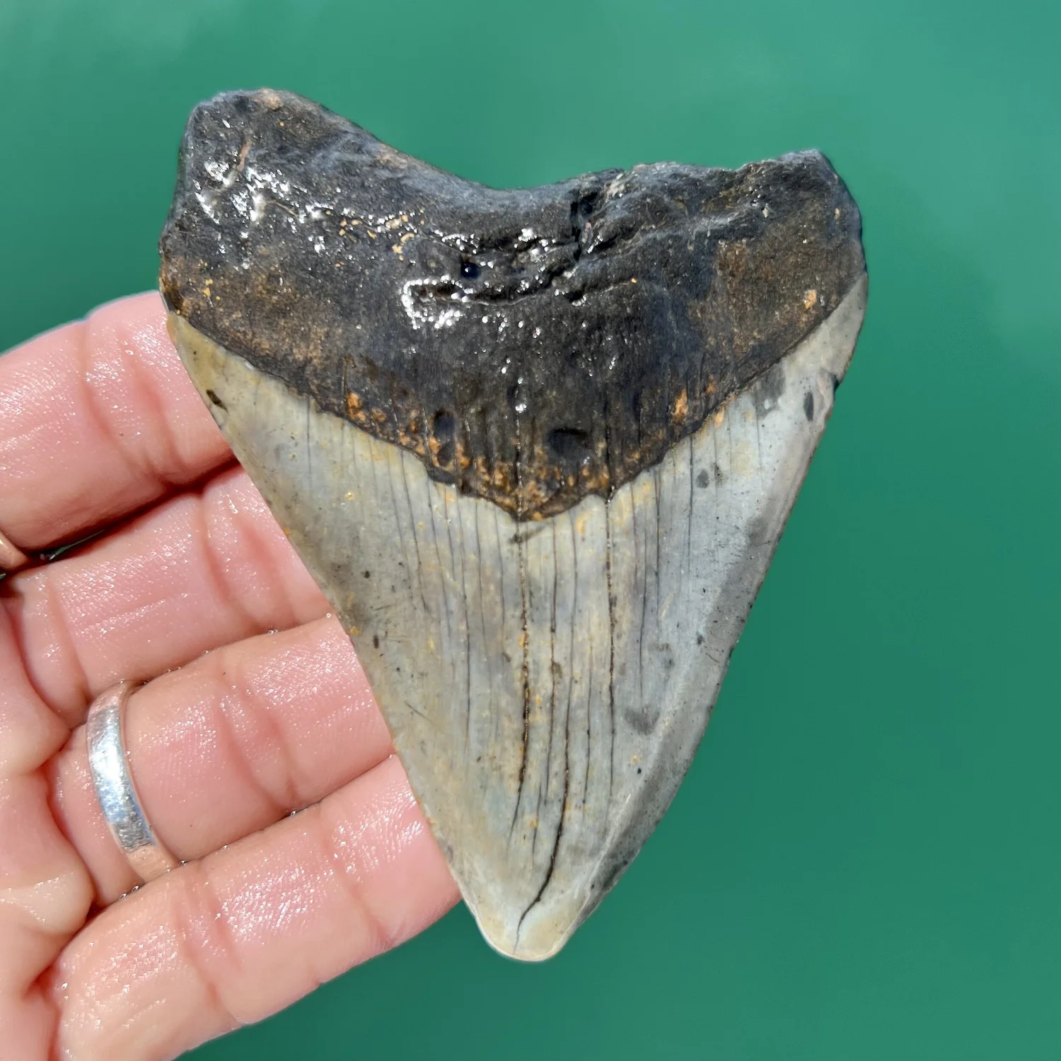 3.48” Meg — The Fossil Ranger