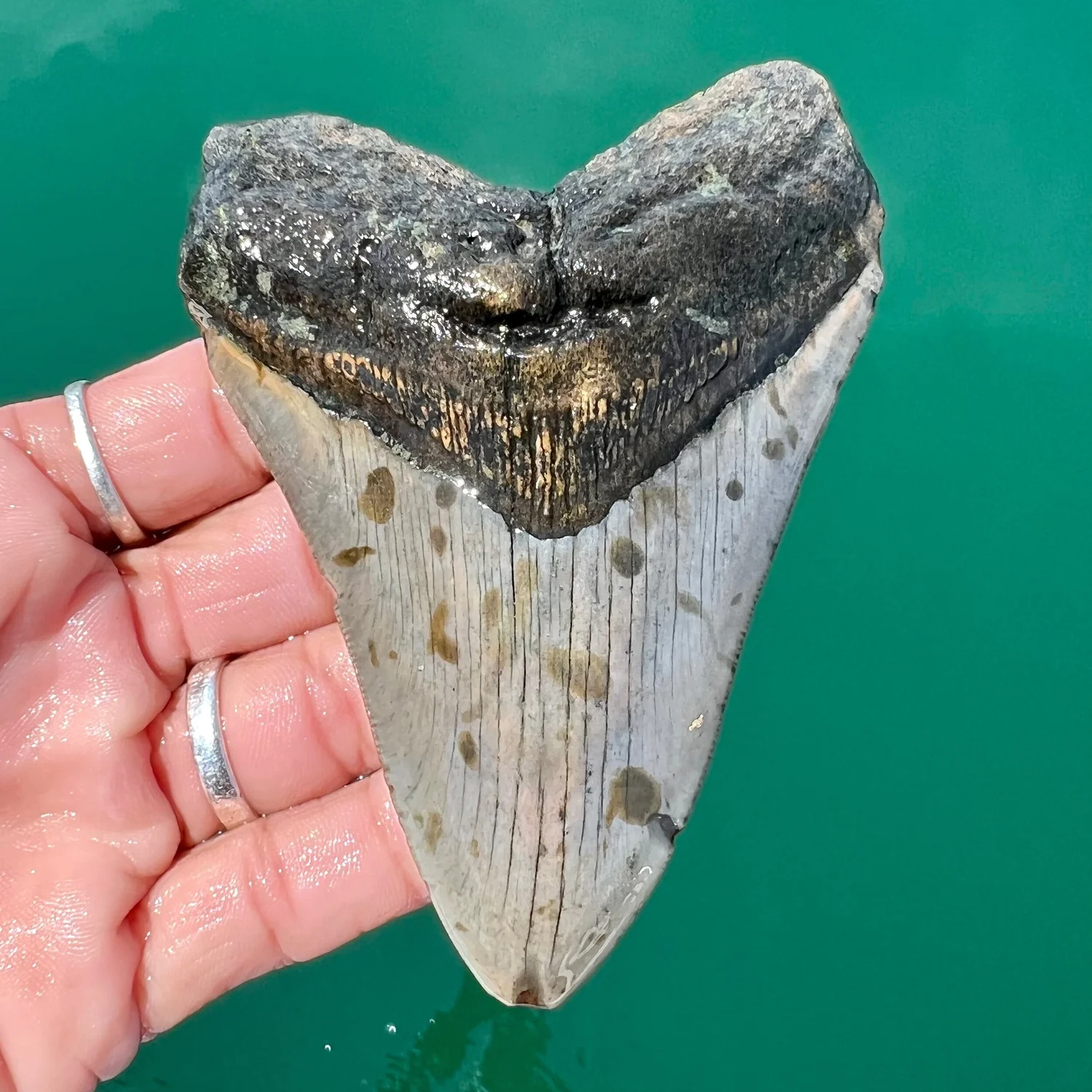 4.41” Meg — The Fossil Ranger