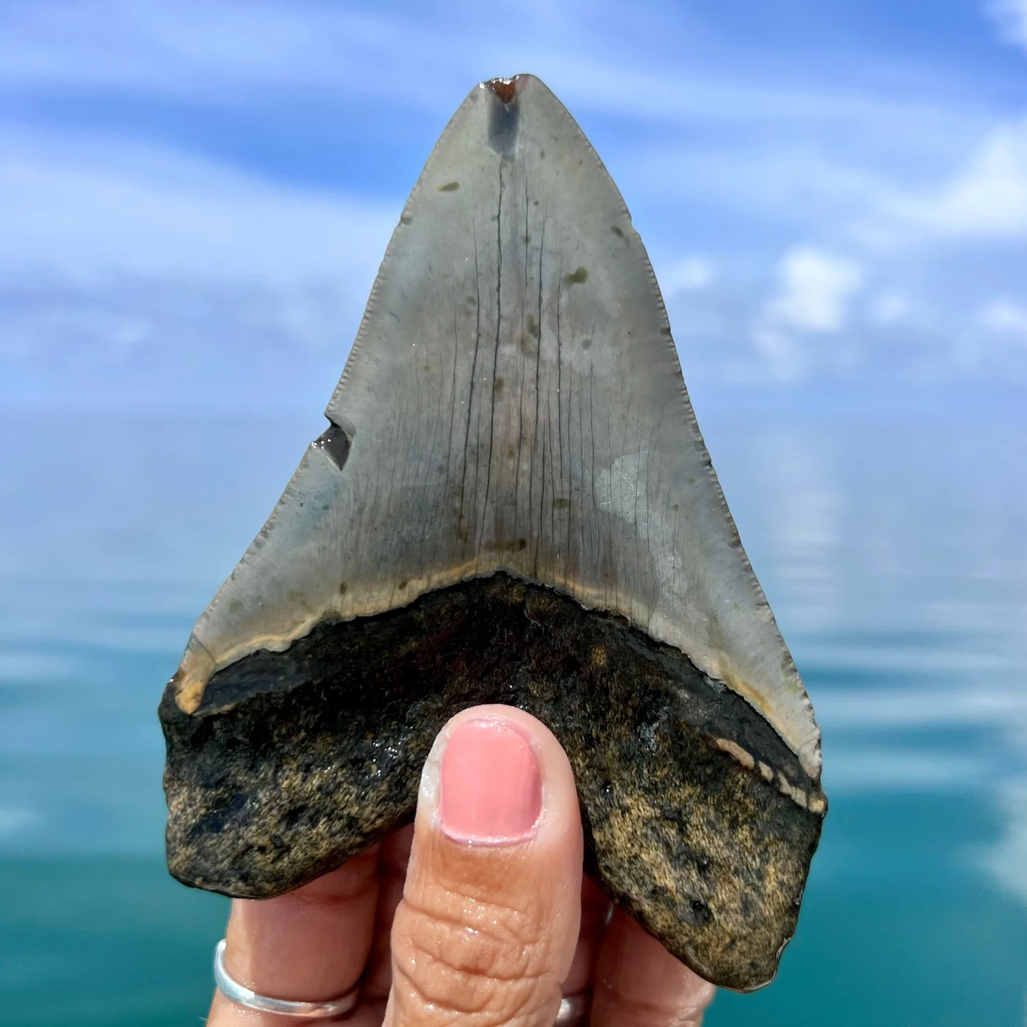4.41” Meg — The Fossil Ranger