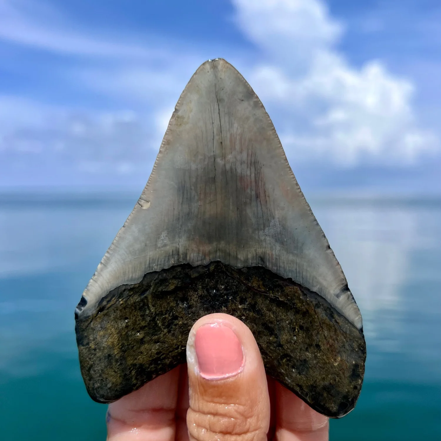 3.93” Meg — The Fossil Ranger