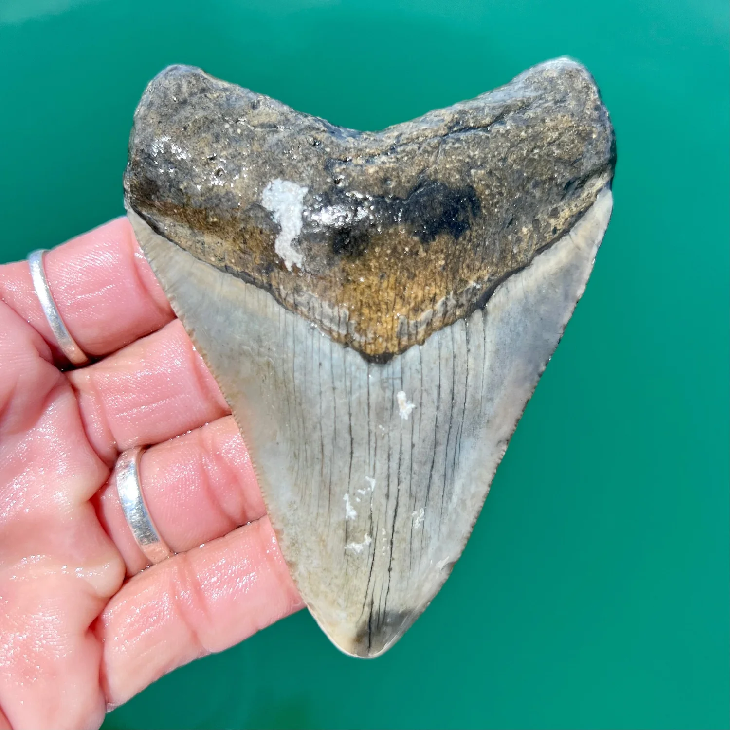 3.93” Meg — The Fossil Ranger