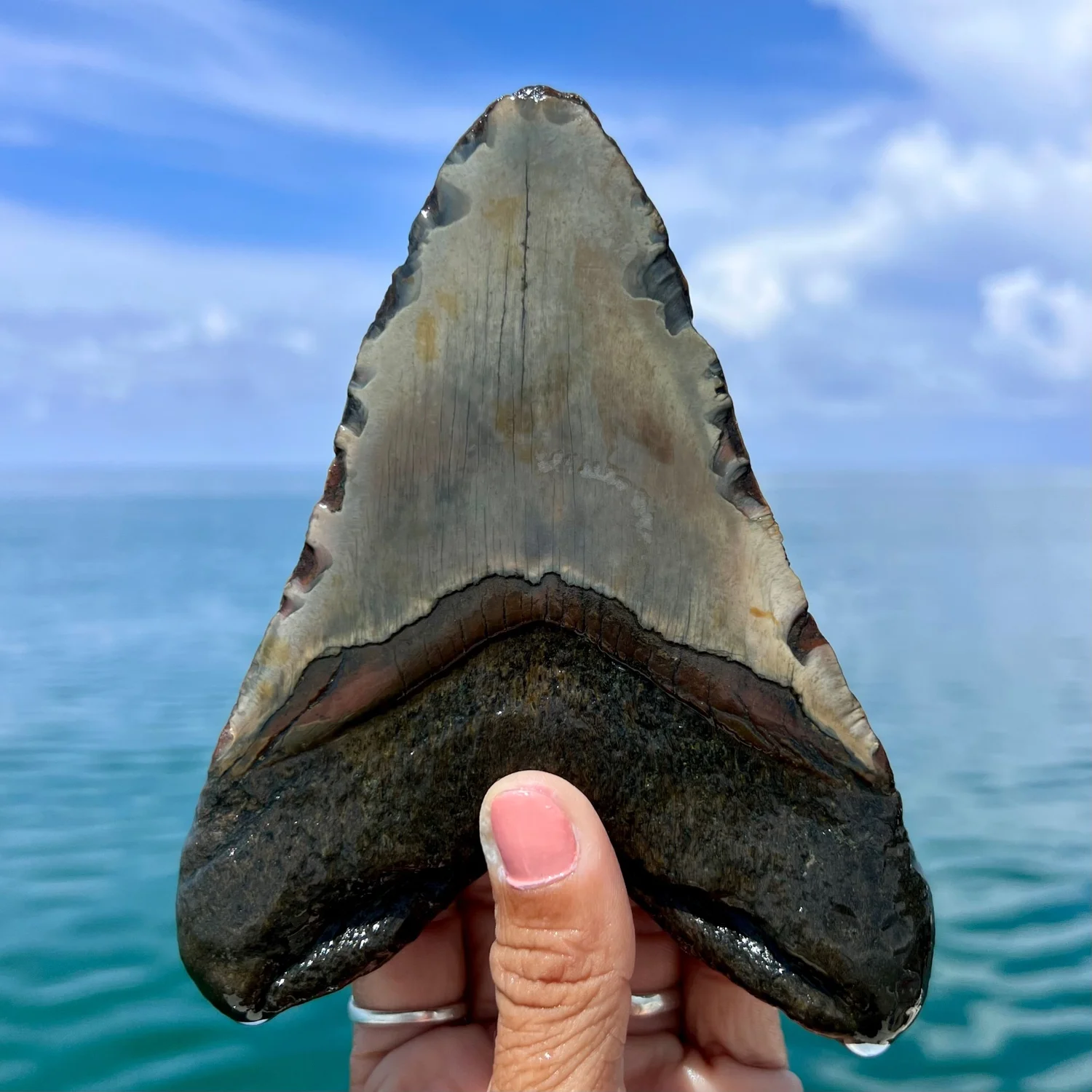 5.77” Meg — The Fossil Ranger