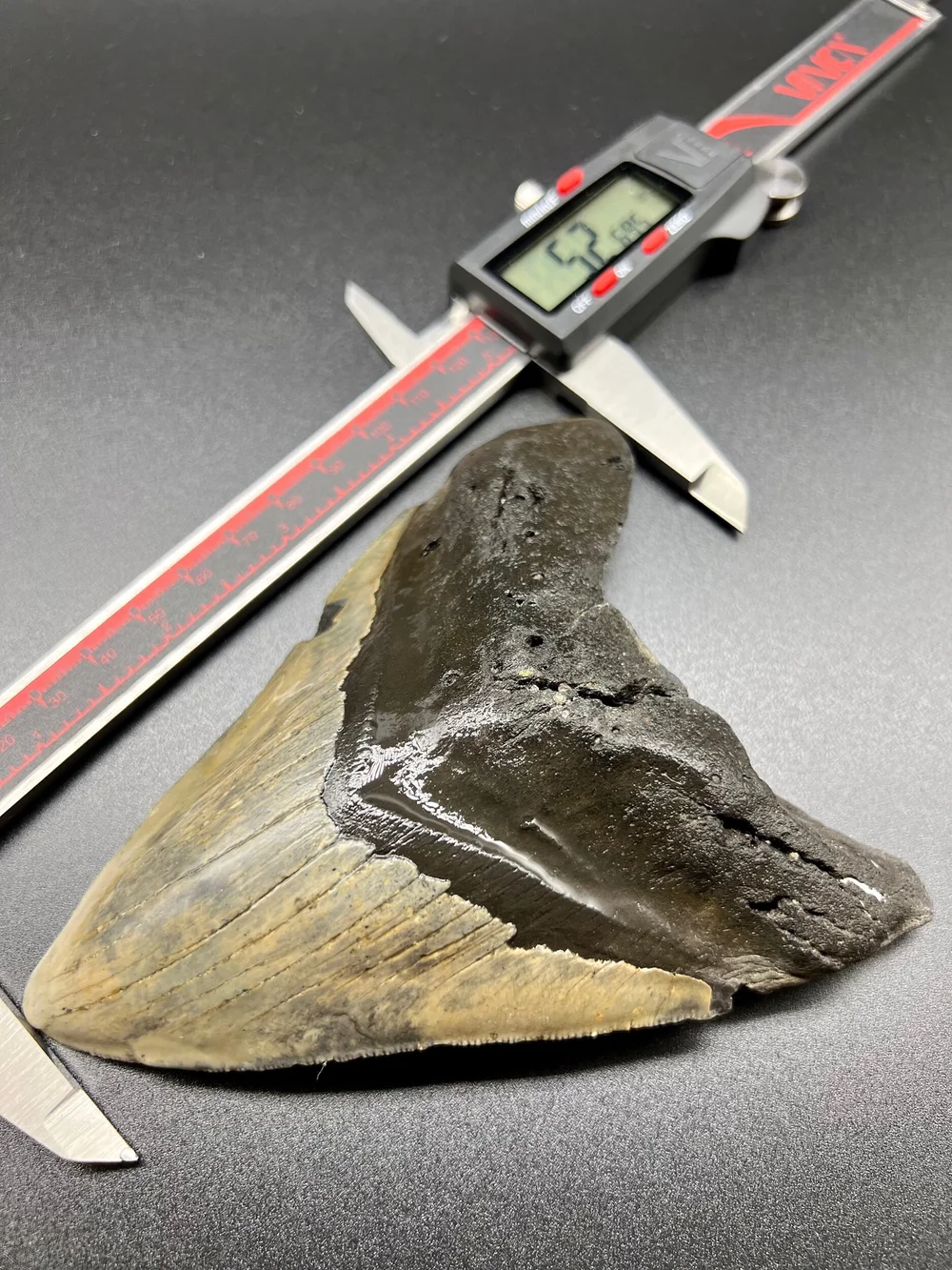 5.26” Meg — The Fossil Ranger