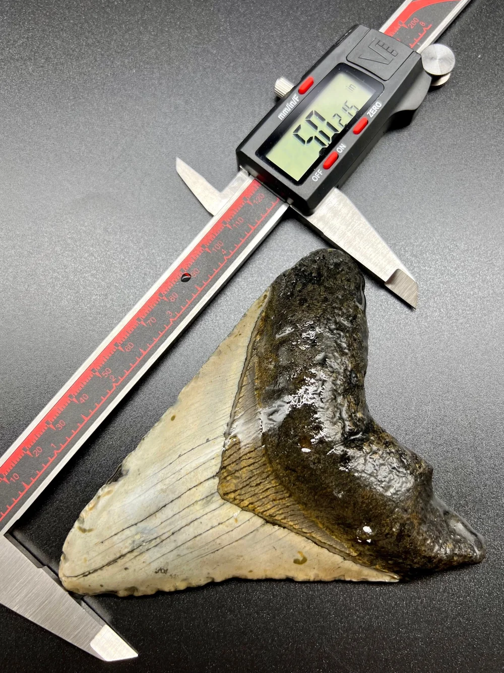 5.02” Meg — The Fossil Ranger
