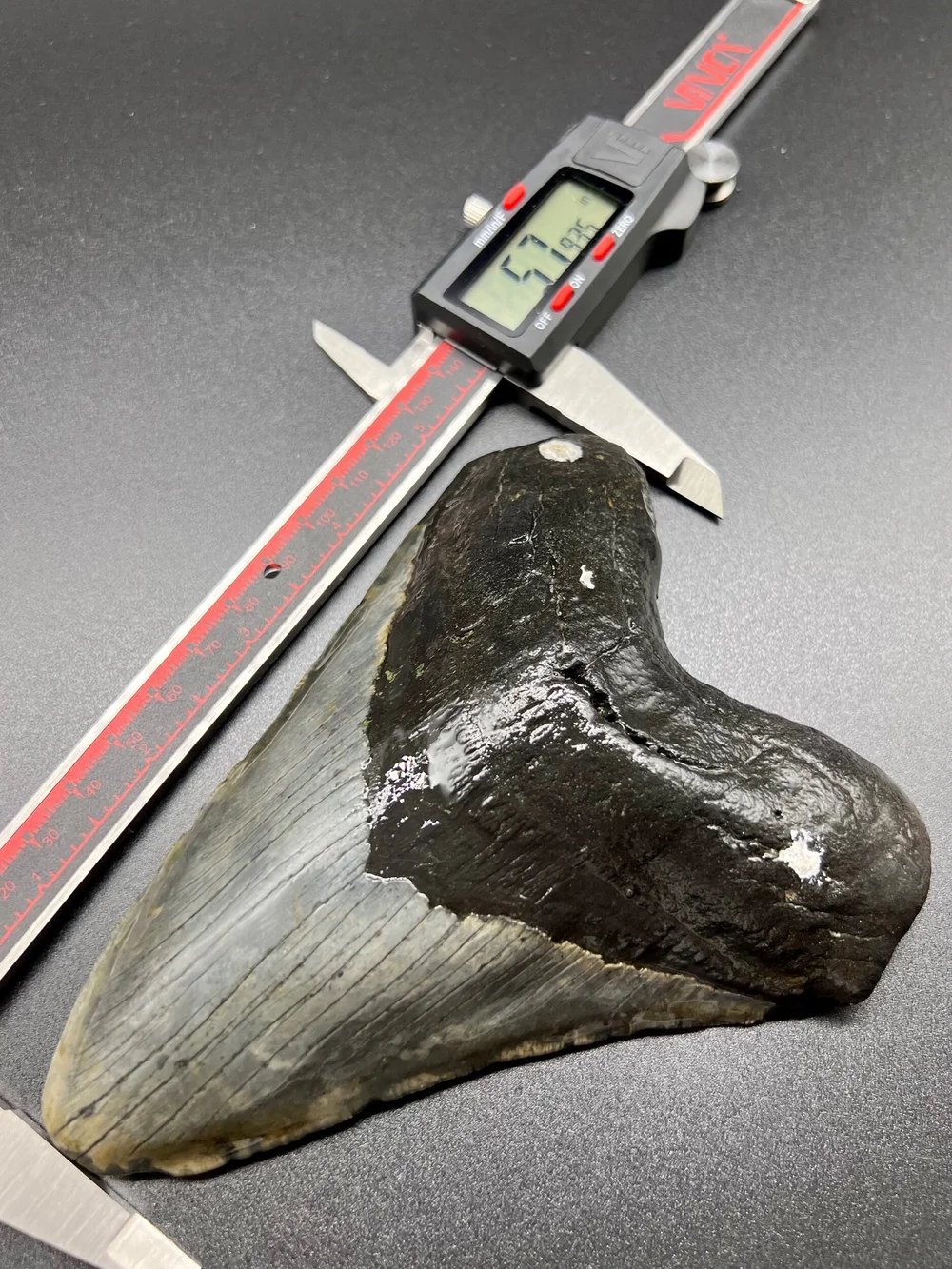 5.79” Meg — The Fossil Ranger