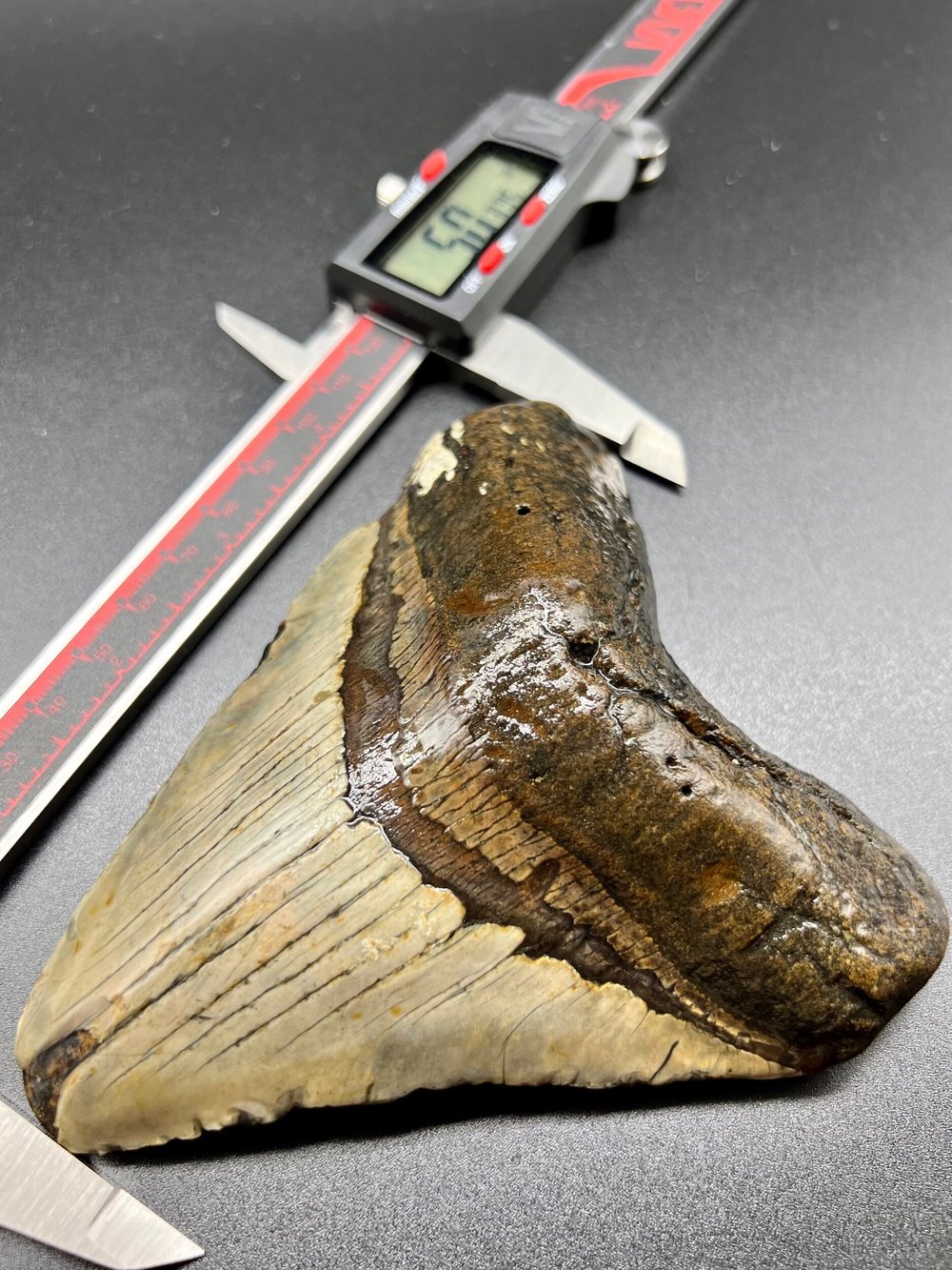 5.03” Meg — The Fossil Ranger