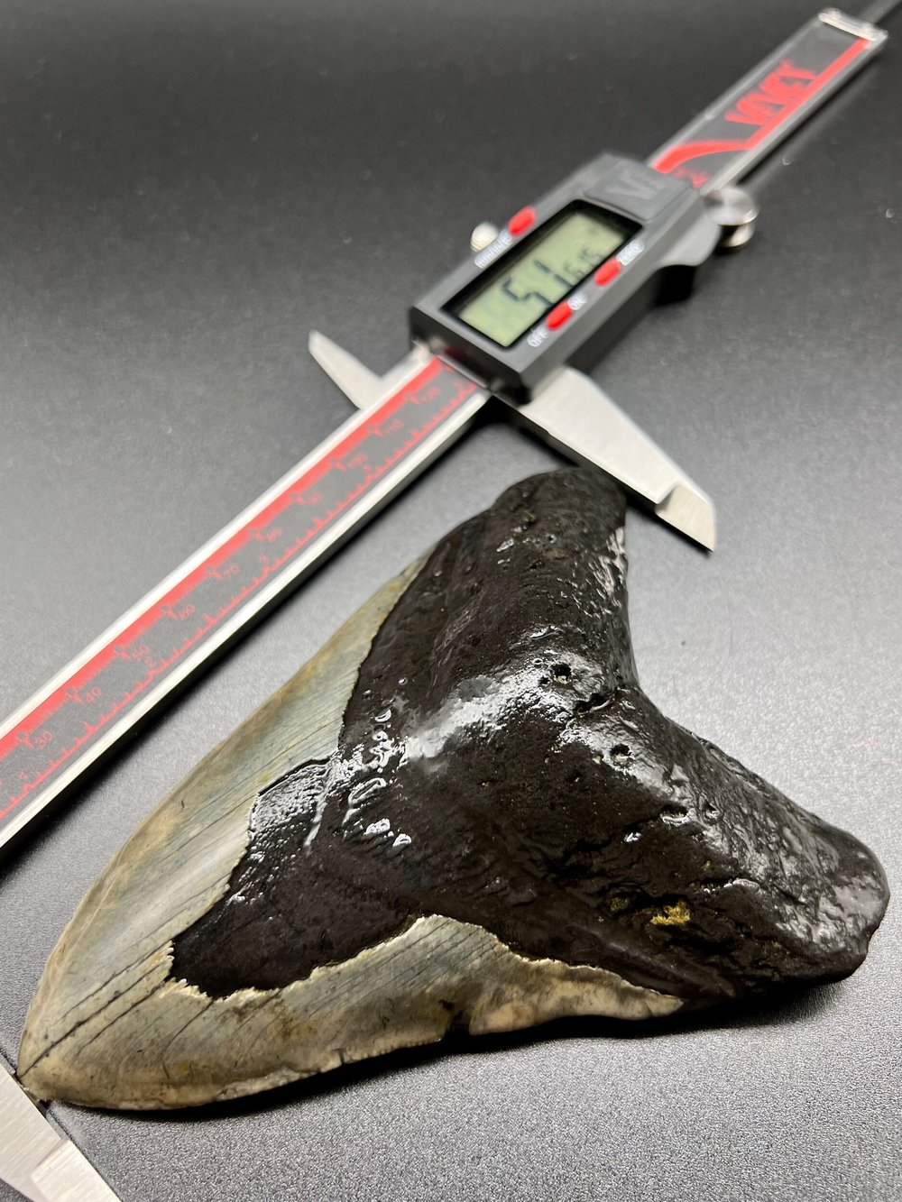 5.16” Meg — The Fossil Ranger