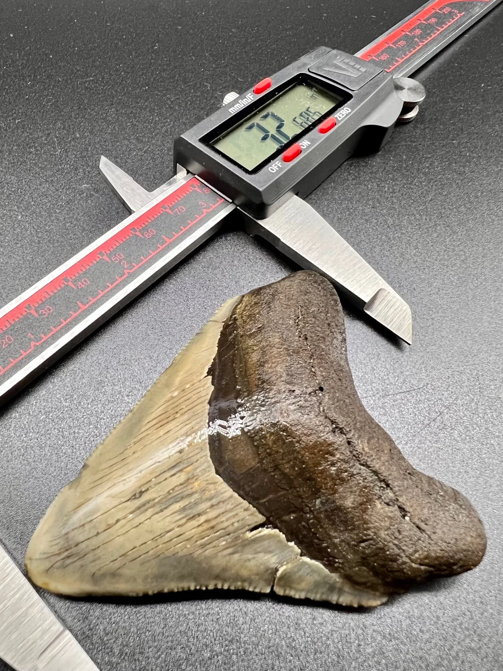 3.26” Meg — The Fossil Ranger