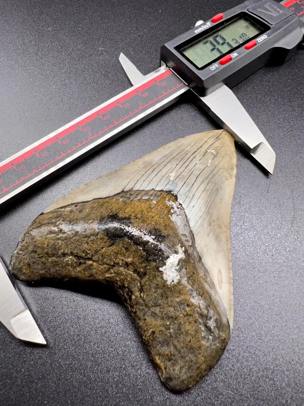 3.93” Meg — The Fossil Ranger