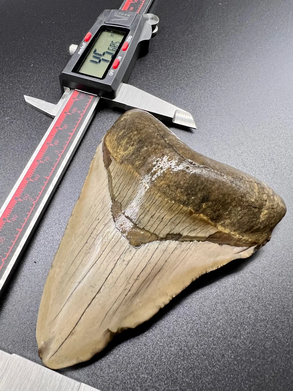 4.56” Meg — The Fossil Ranger