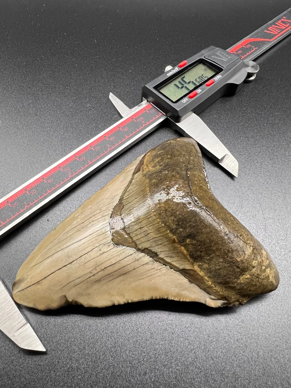 5.77” Meg — The Fossil Ranger