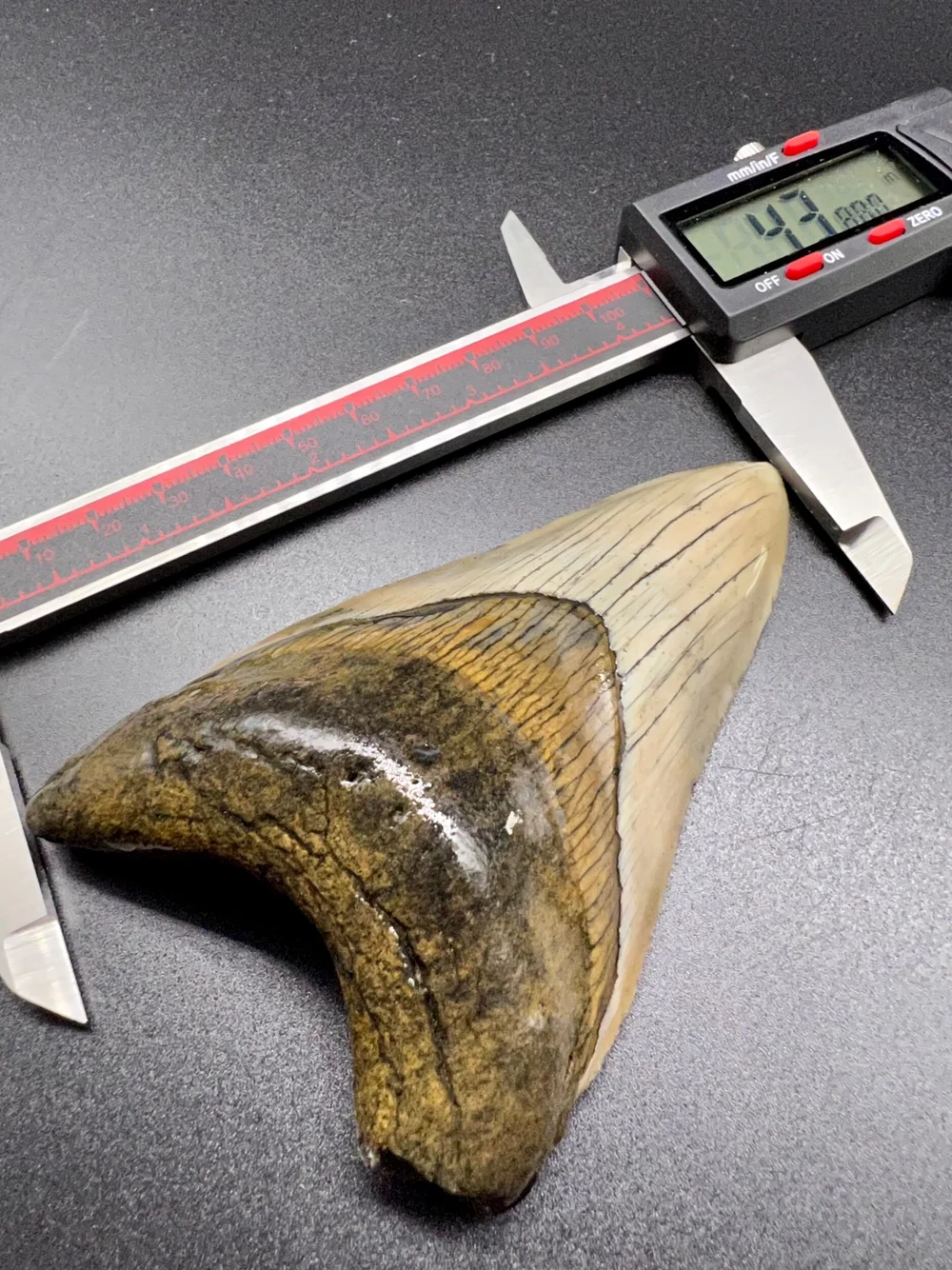 4.38” Meg — The Fossil Ranger