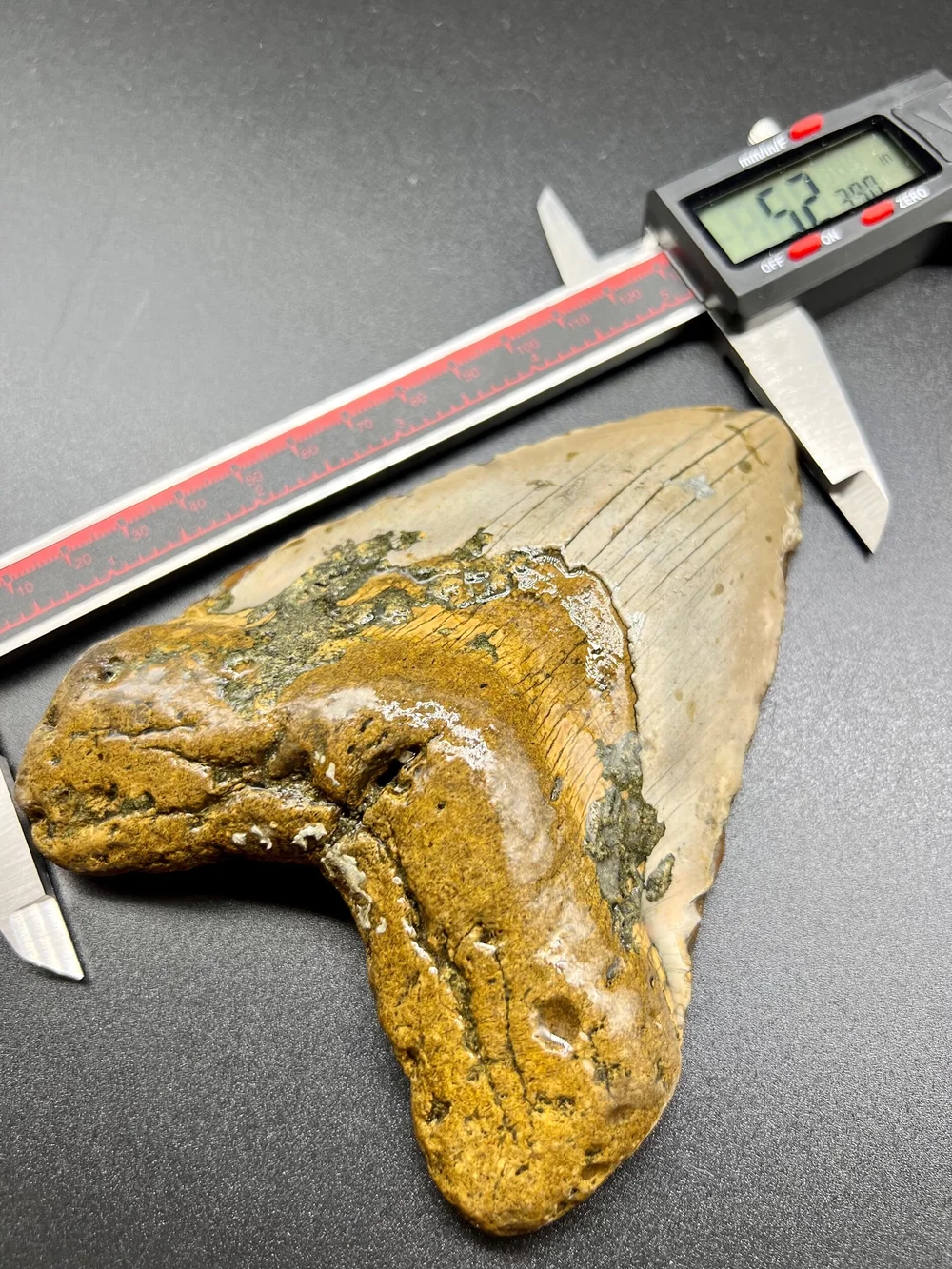 MEG 5.23” Meg — The Fossil Ranger