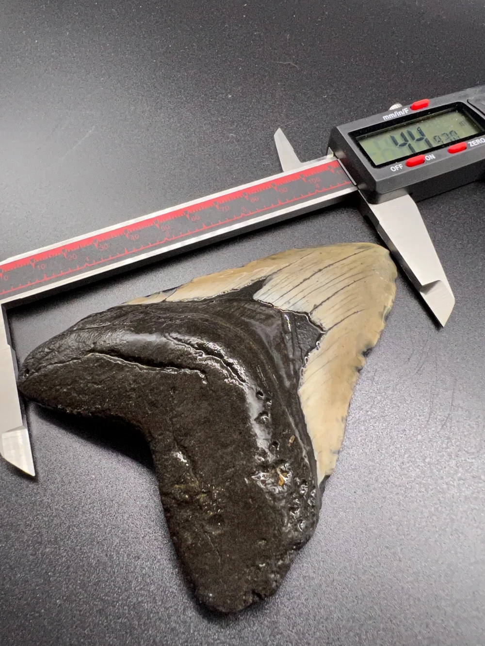 4.49” Meg — The Fossil Ranger