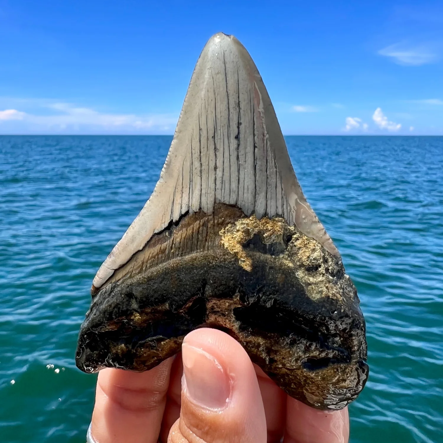 3.62” Meg — The Fossil Ranger