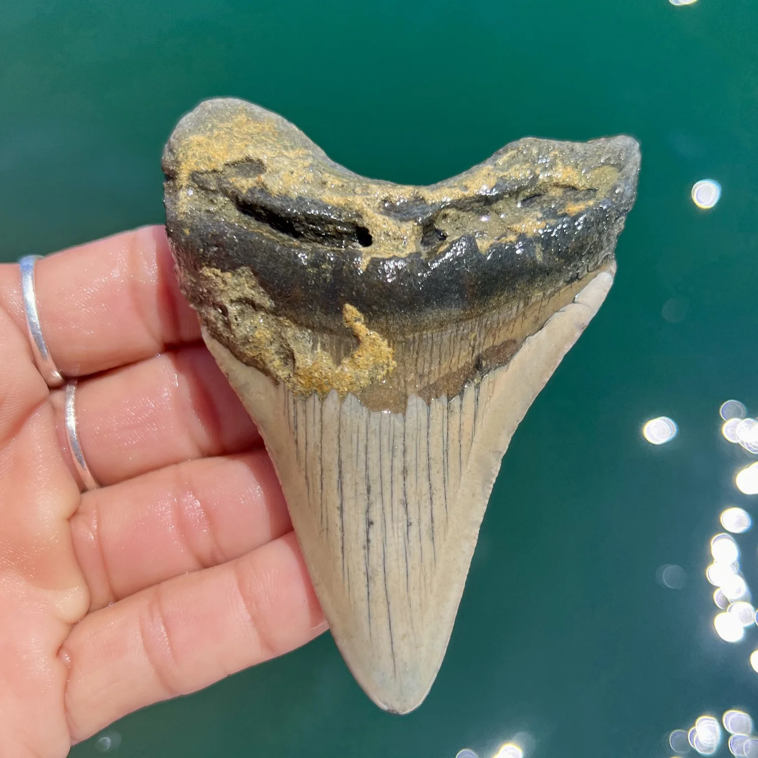 3.62” Meg — The Fossil Ranger