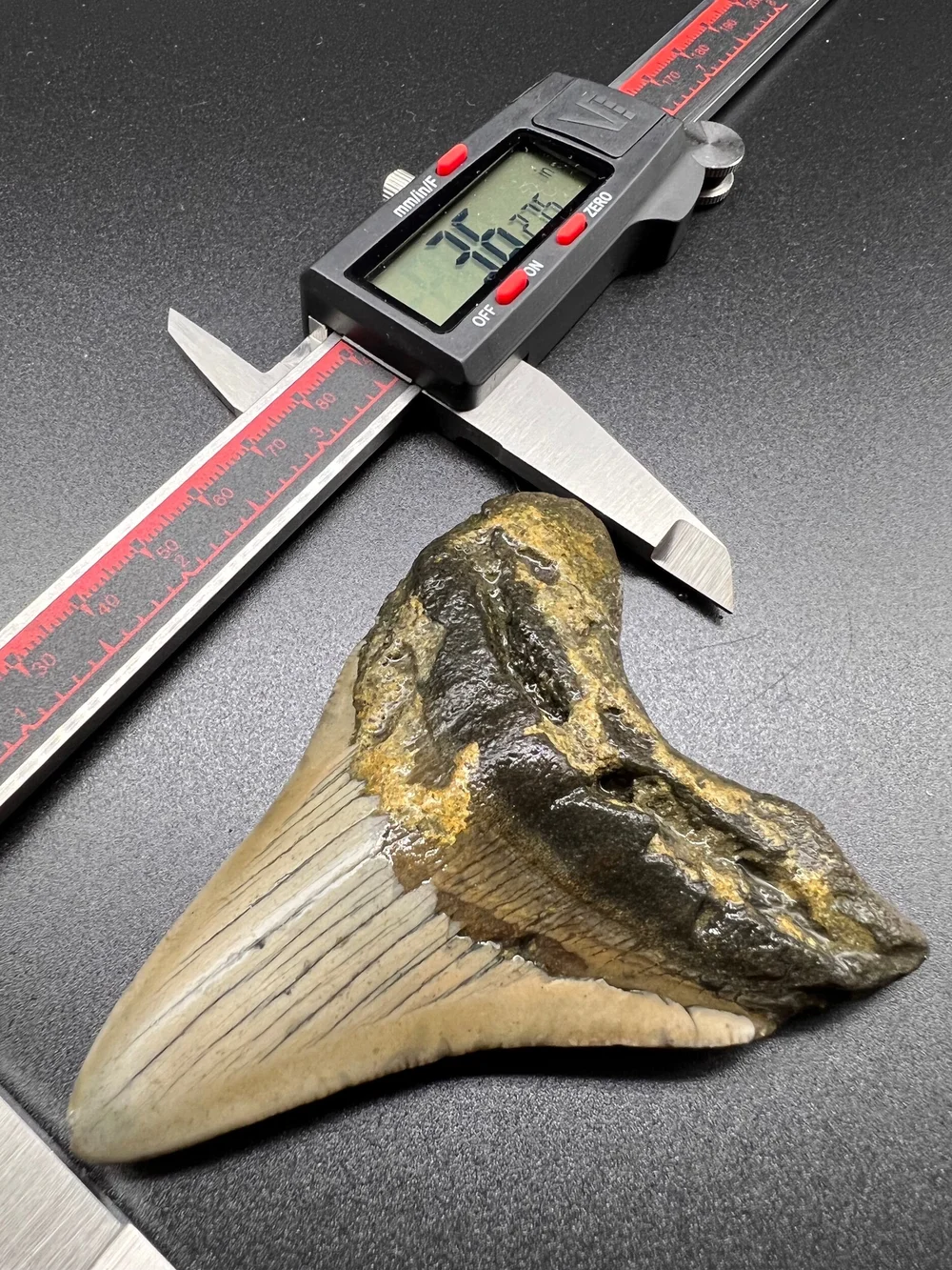 3.62” Meg — The Fossil Ranger
