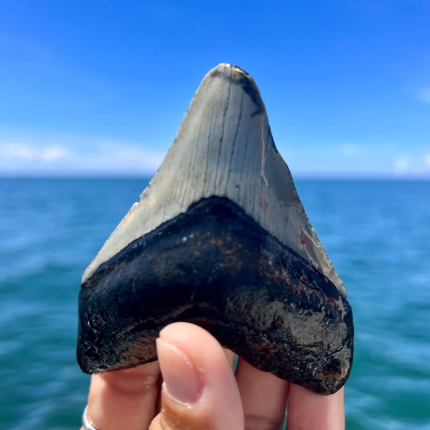 3.43” Meg — The Fossil Ranger