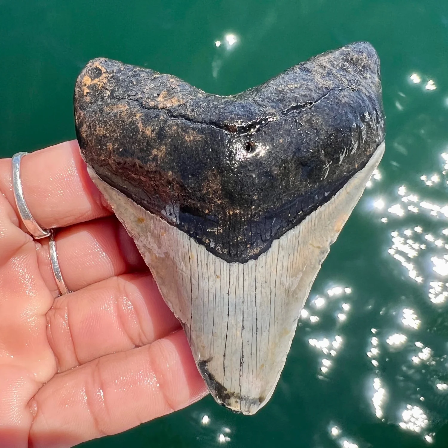 3.43” Meg — The Fossil Ranger